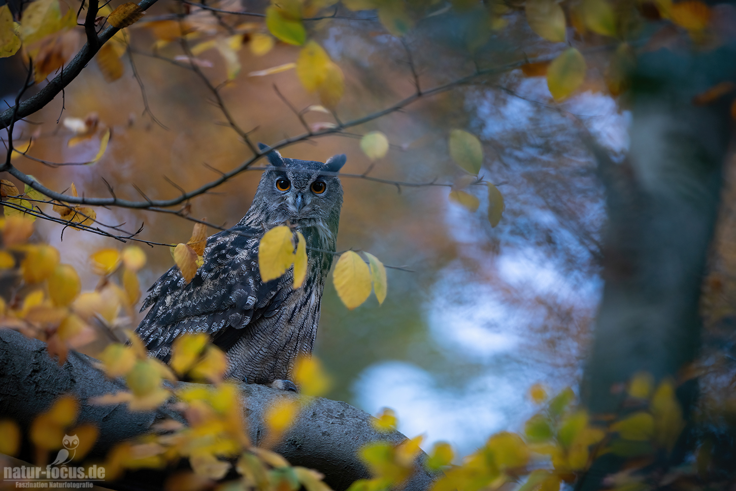 Uhu im Herbstwald (ND)