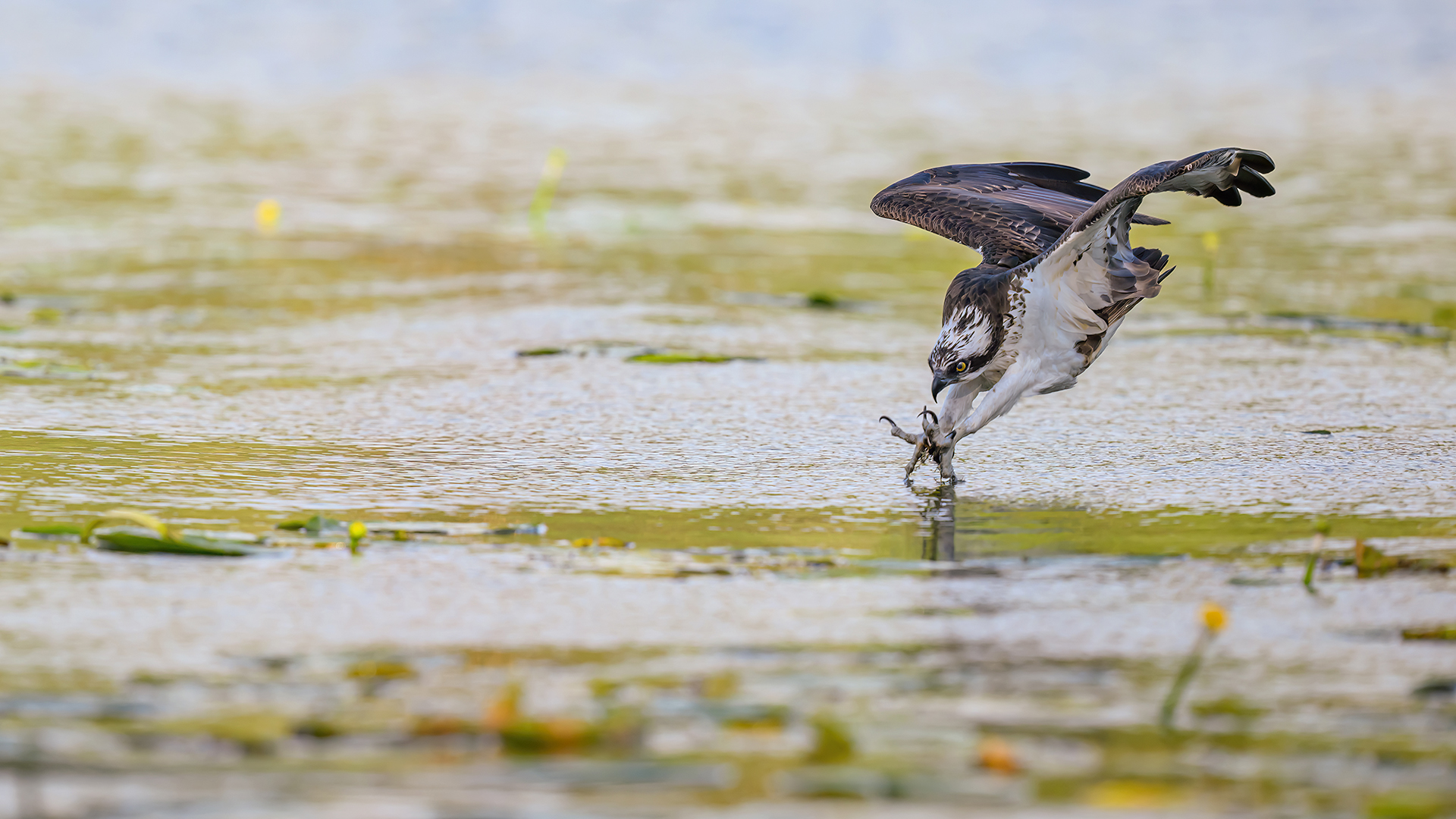 Osprey beim Angeln