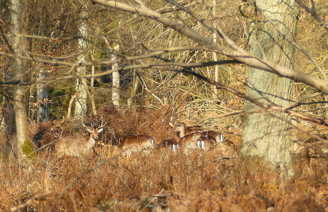 Versteckt im Wald.