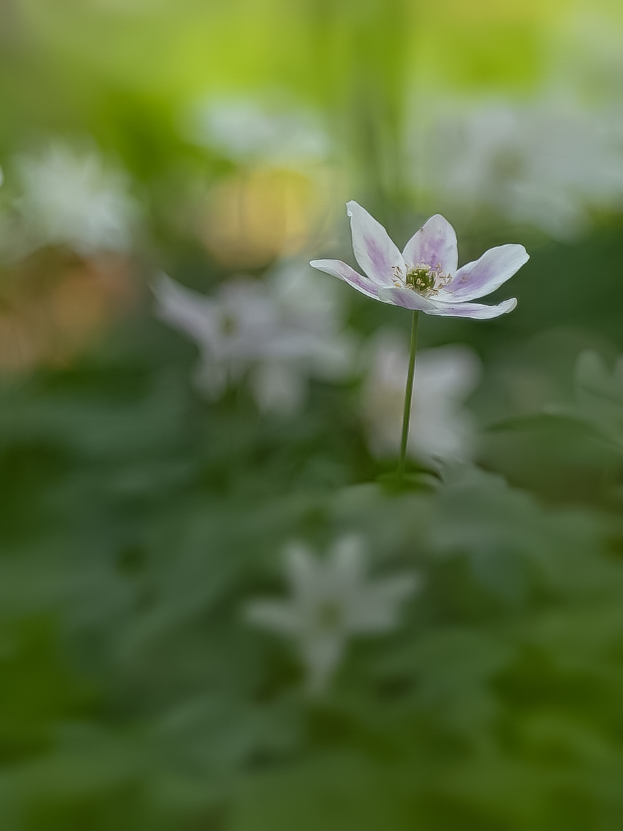 Rosa Buschwindröschen