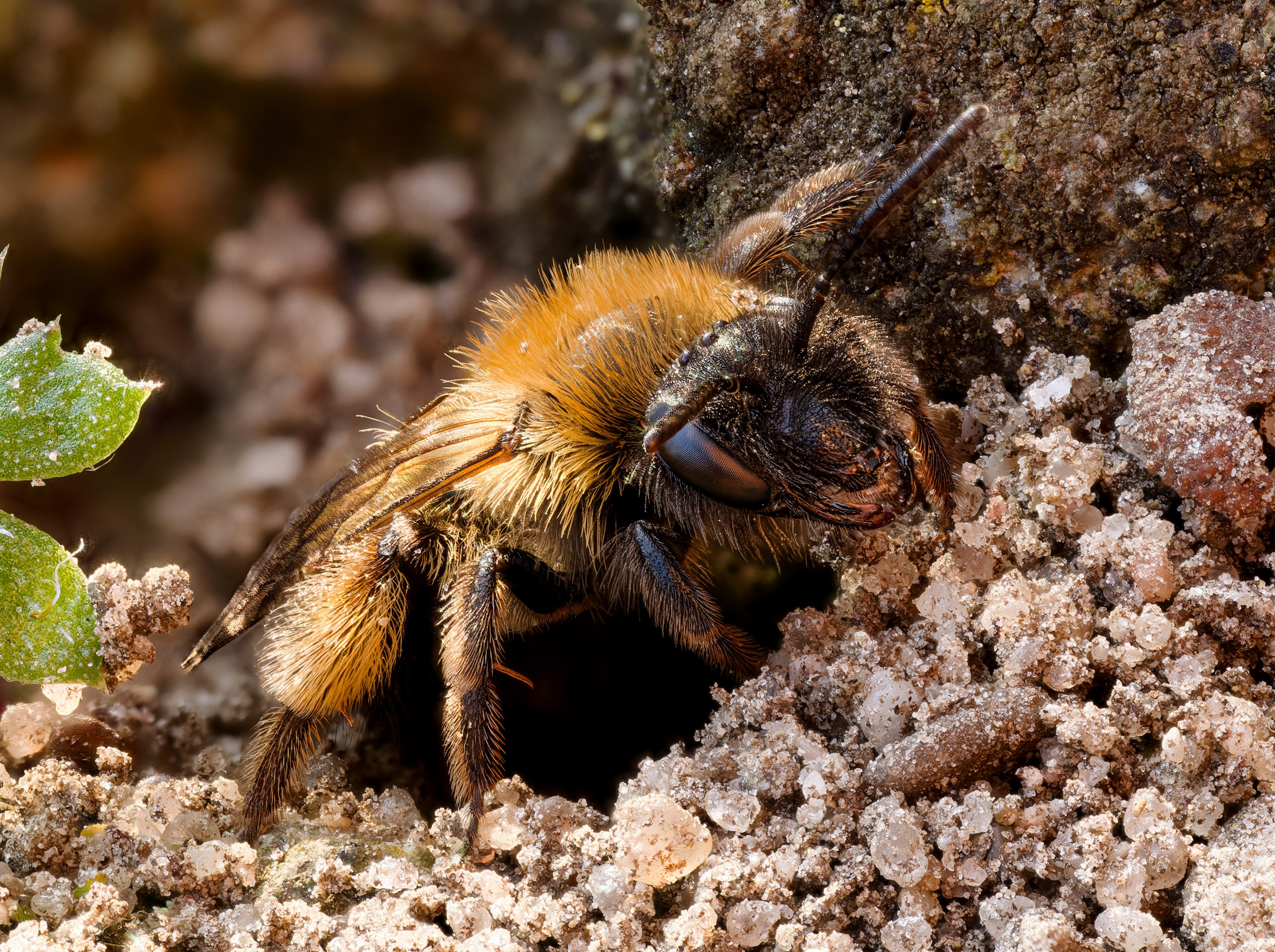 Weibliche Gelbbindige Sandbiene oder Gemeine Sandbiene  (Andrena flavipes)