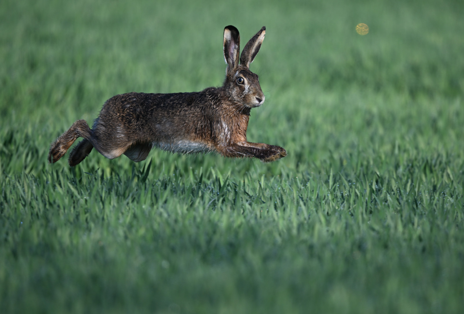 Hase