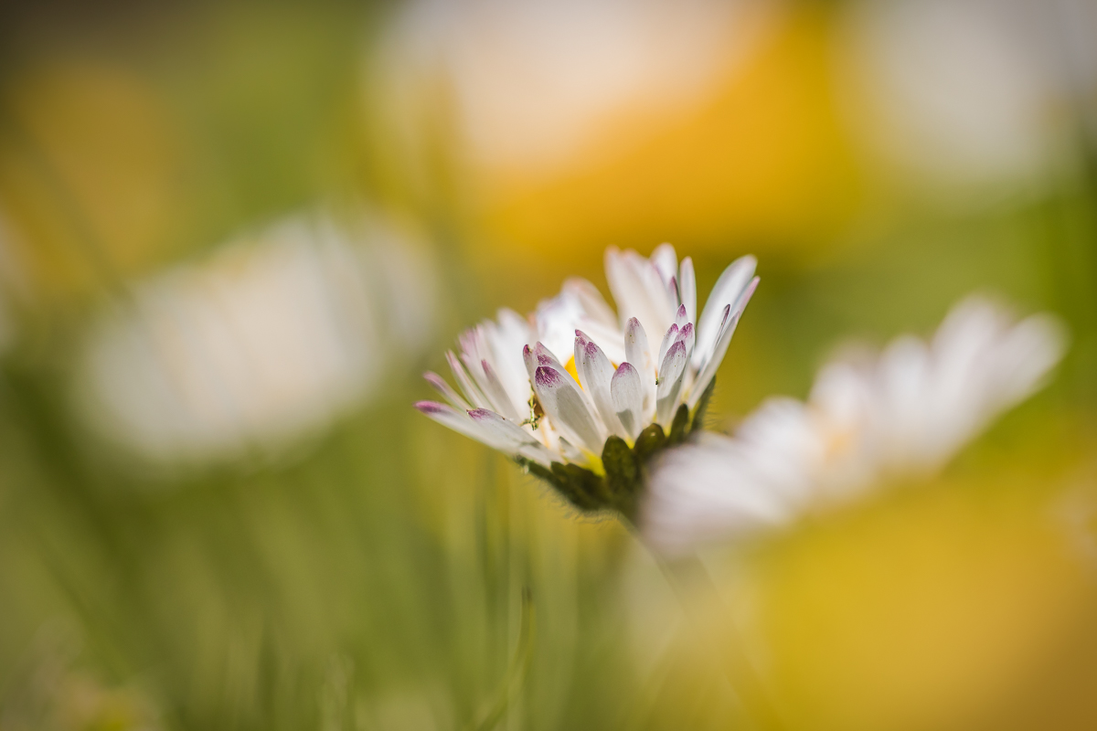 Gänseblümchen