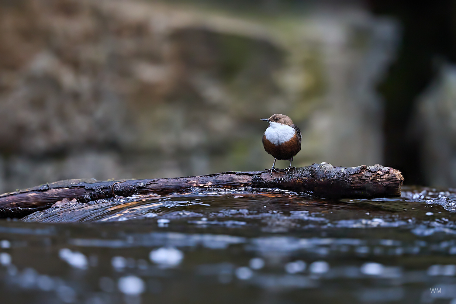 Wasseramsel