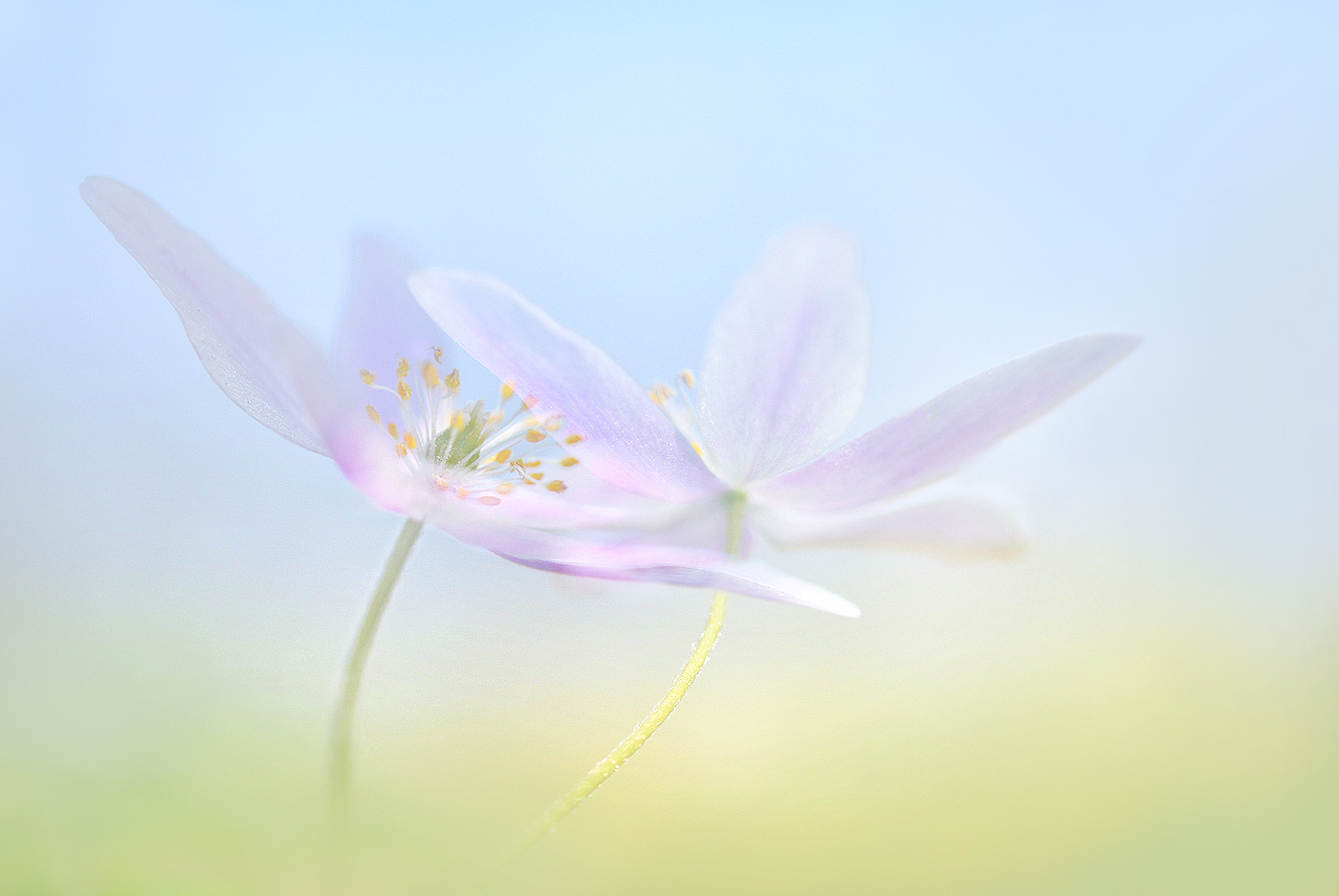 Tanz in den Frühling ...,