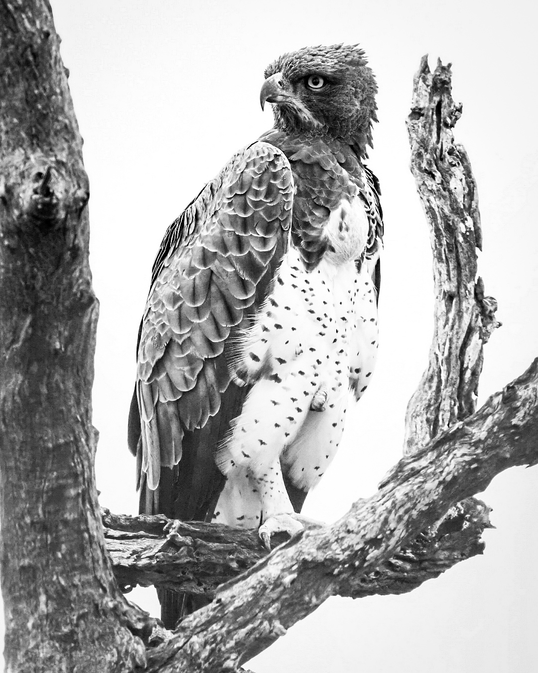 Polemaetus bellicosus