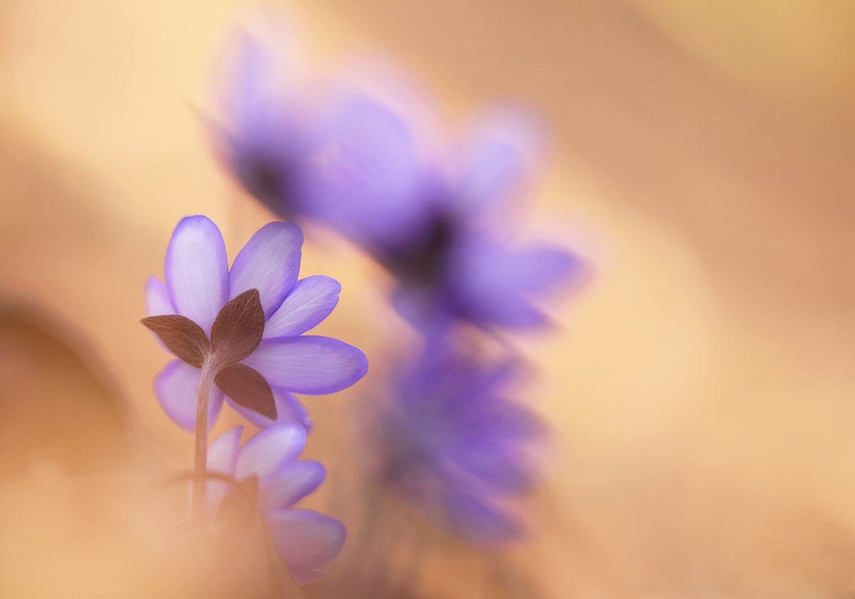 Leberblümchen