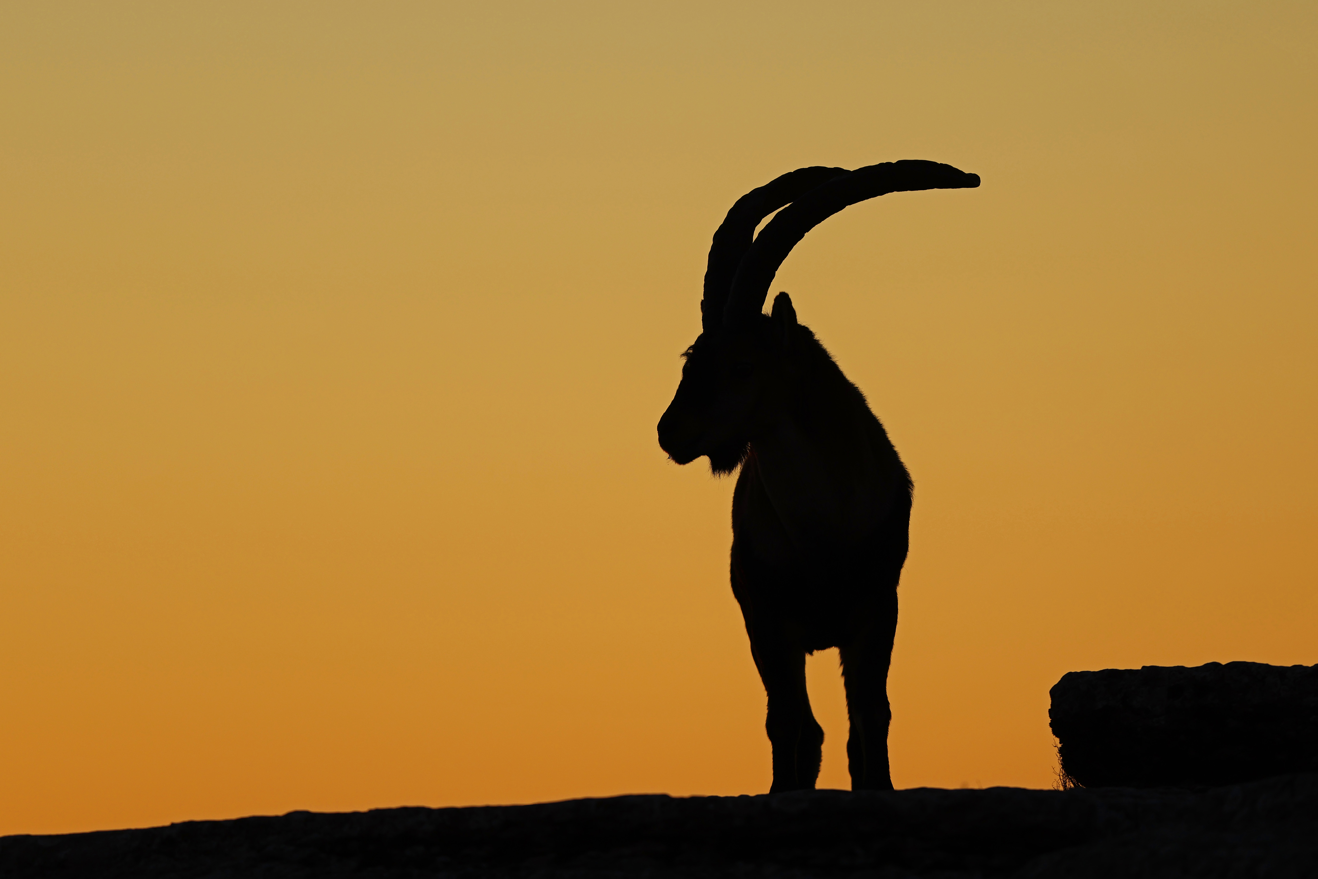 Iberischer Steinbock im Morgenlicht