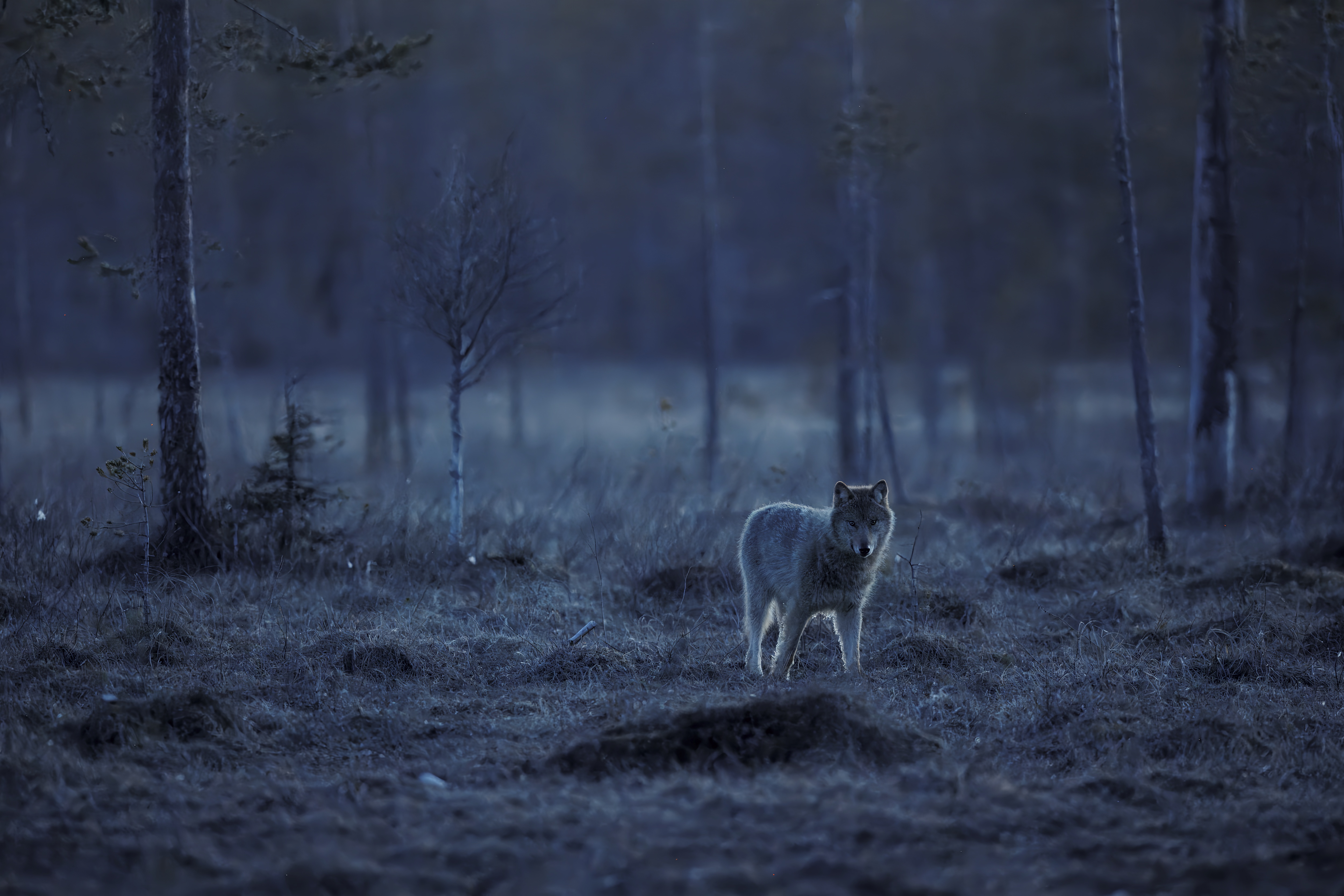Wolfsfähe Finnland
