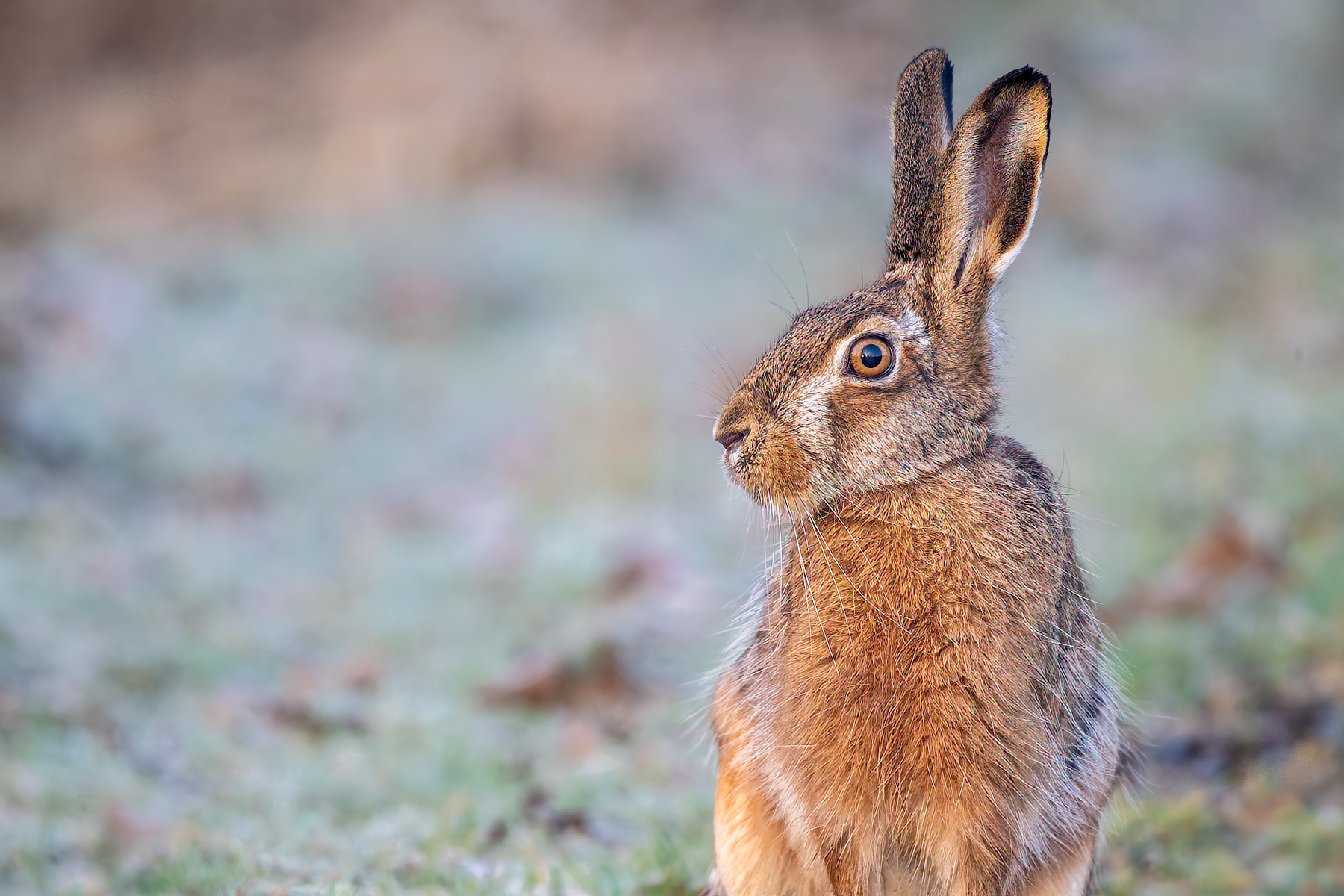 Hasenportrait