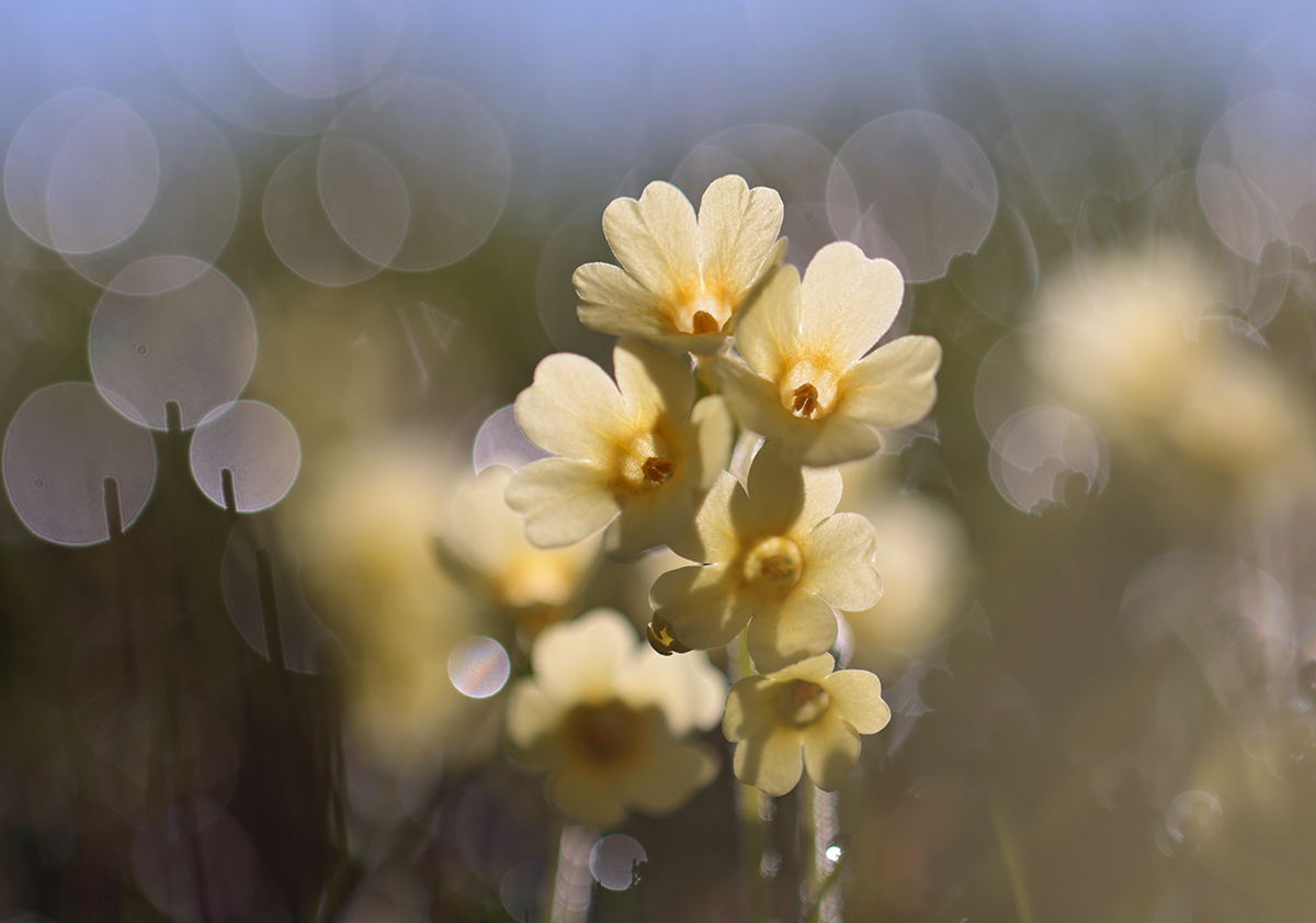 Schlüsselblume