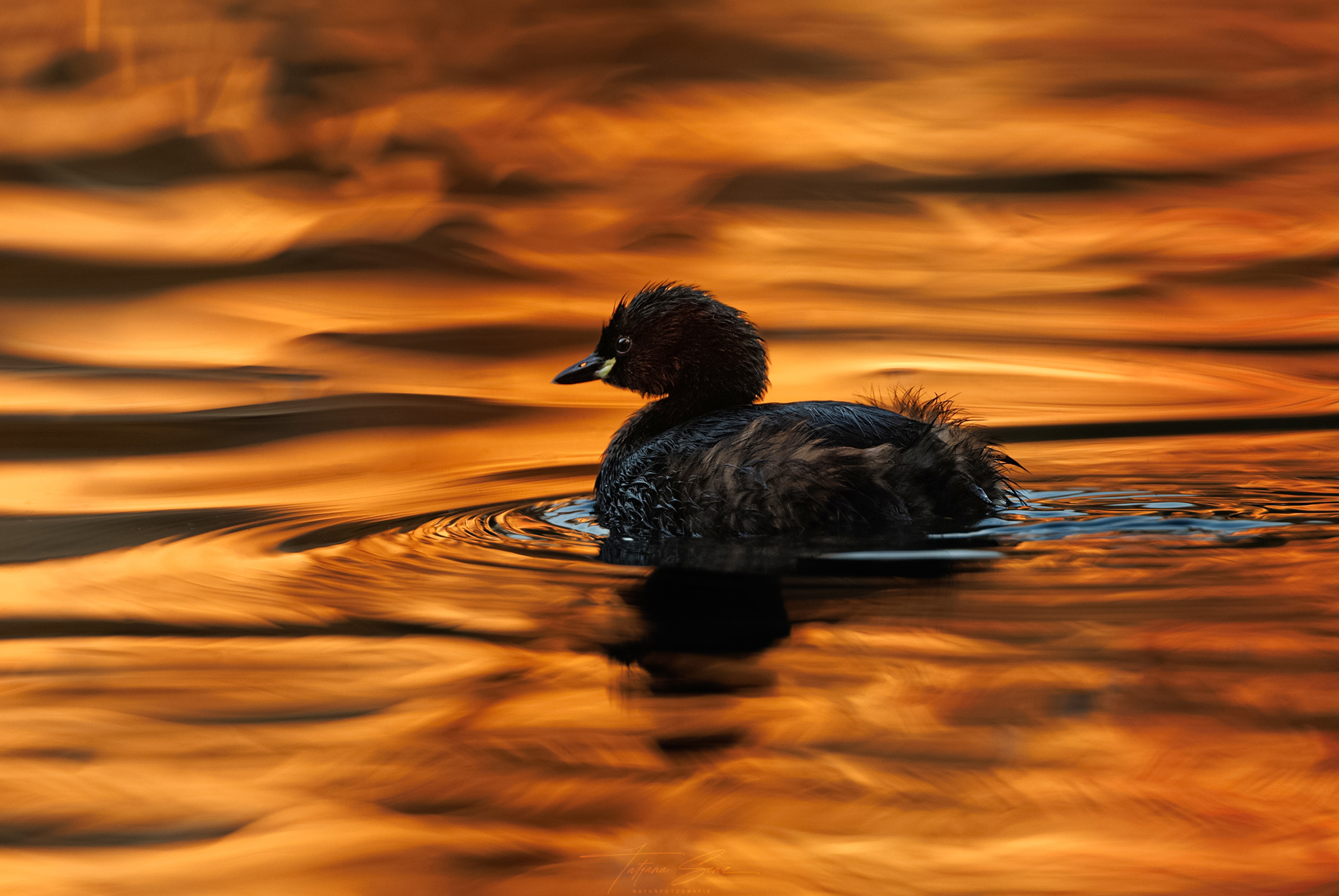 WASSER-INFERNO