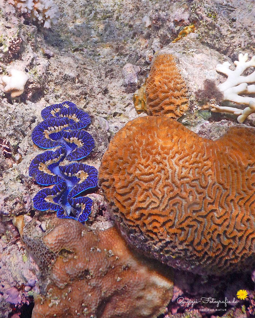 Die Unterwasserwelt ...