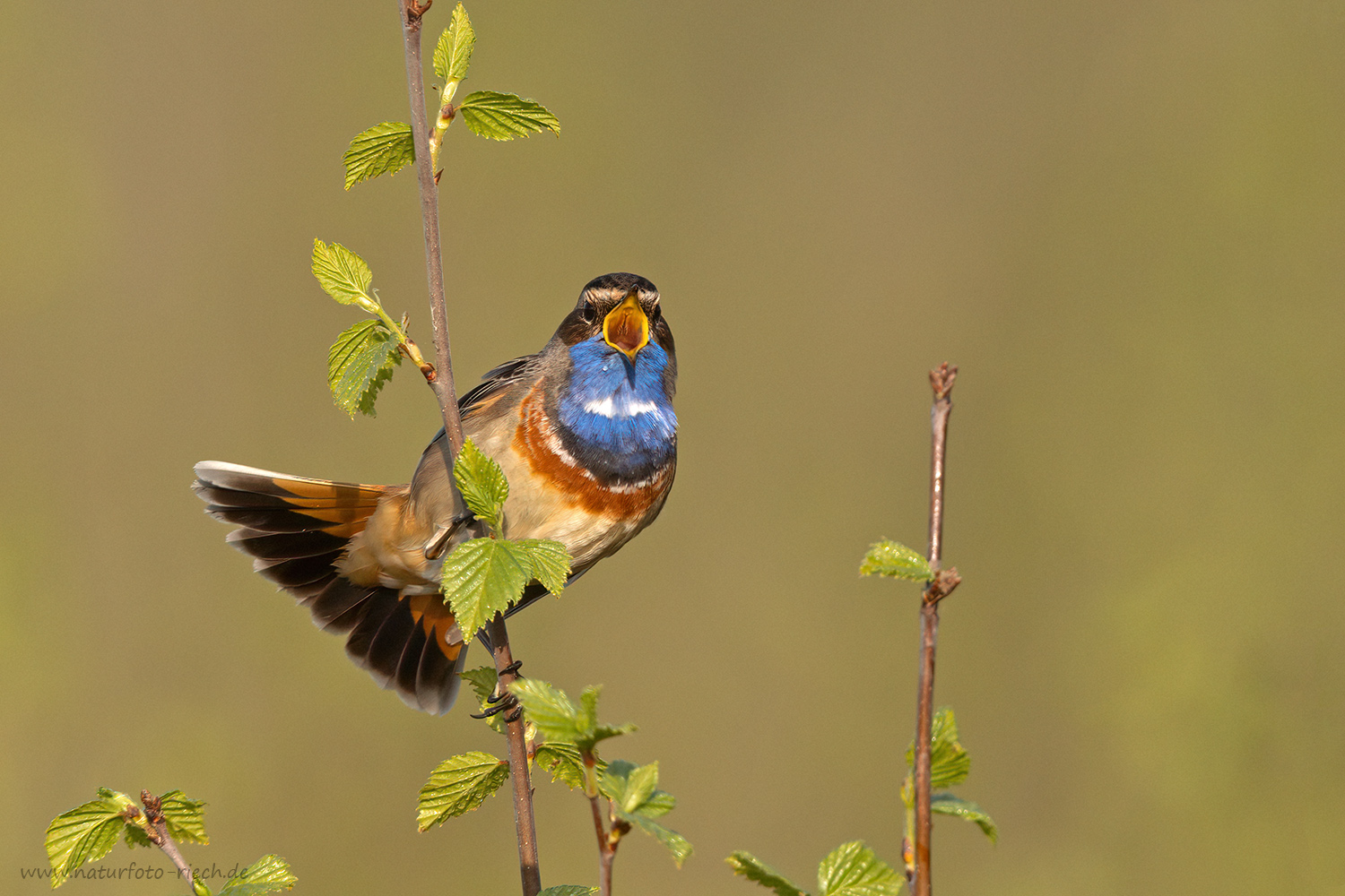 Sänger im Morgenlicht