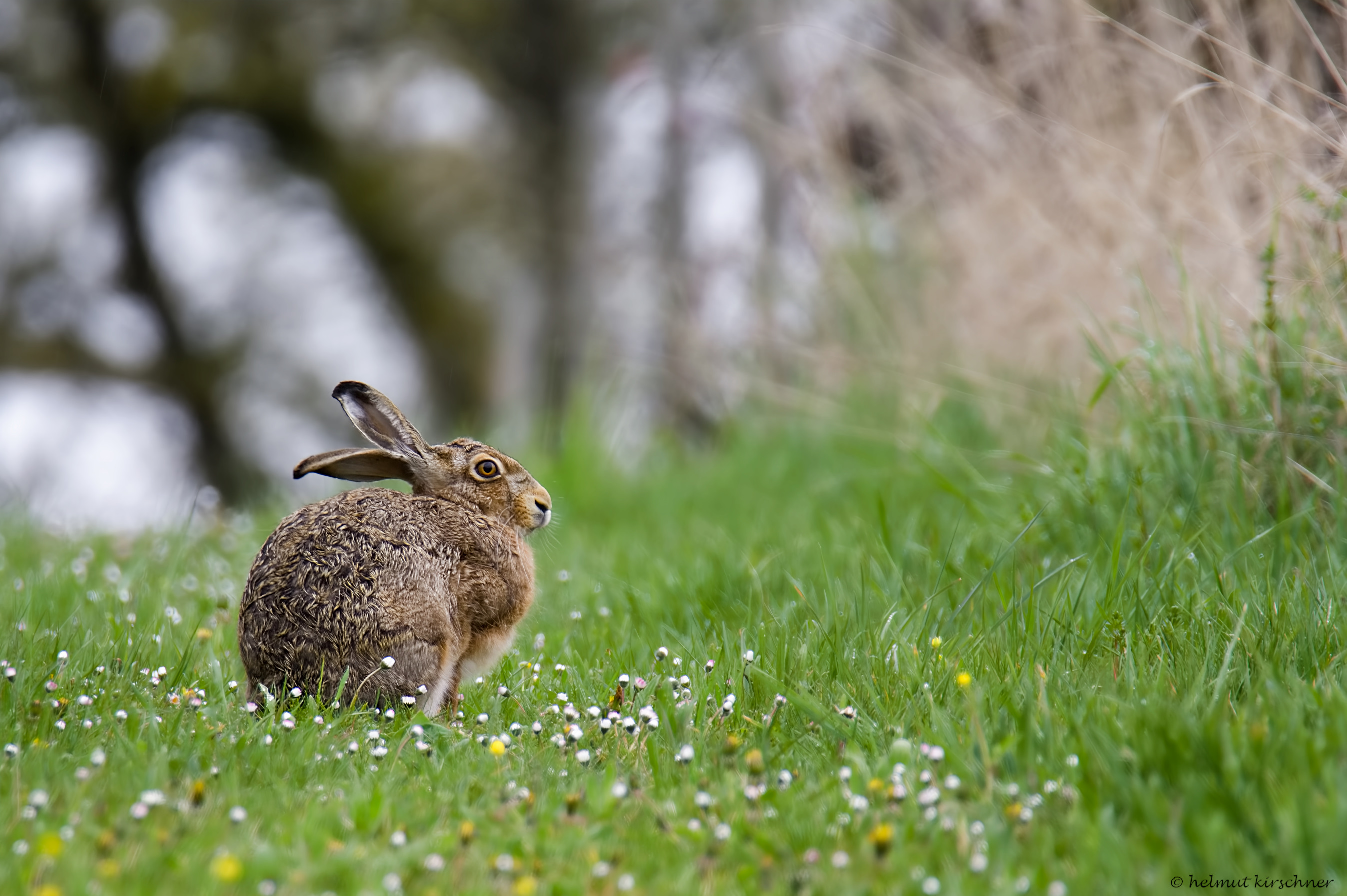 Hase im Regen