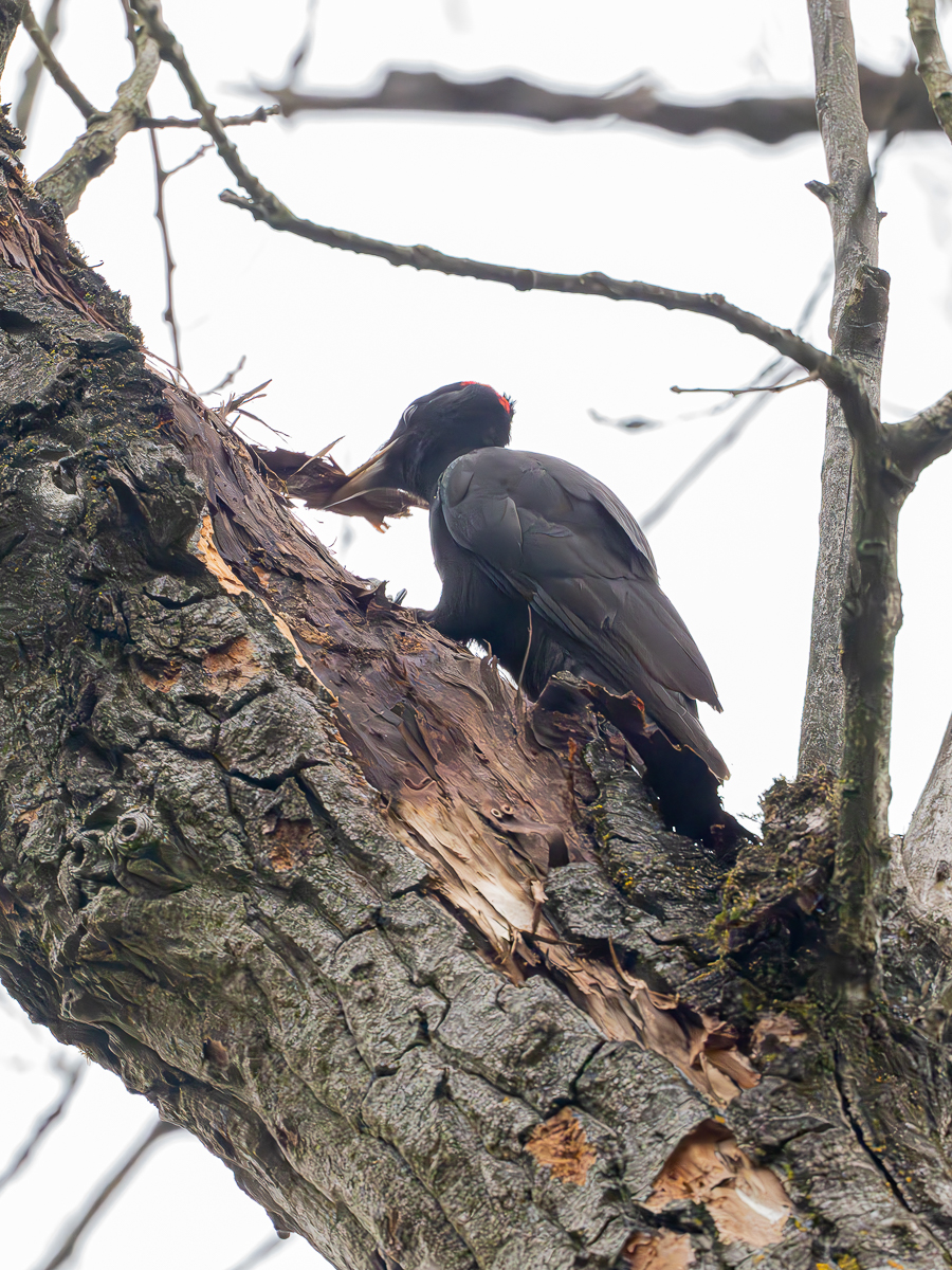 Schwarzspechtin bei der Arbeit