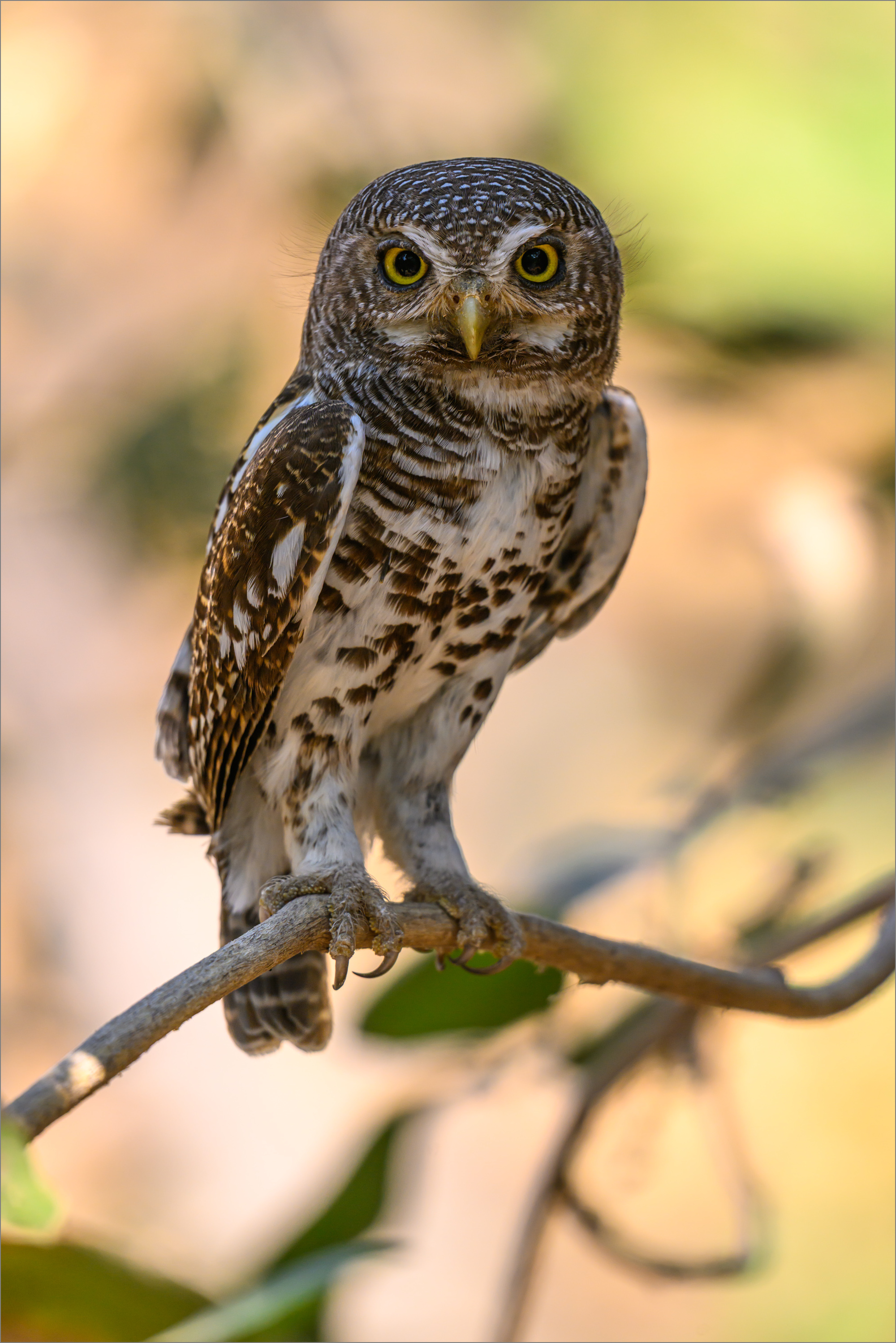Portrait eines Kappkauz