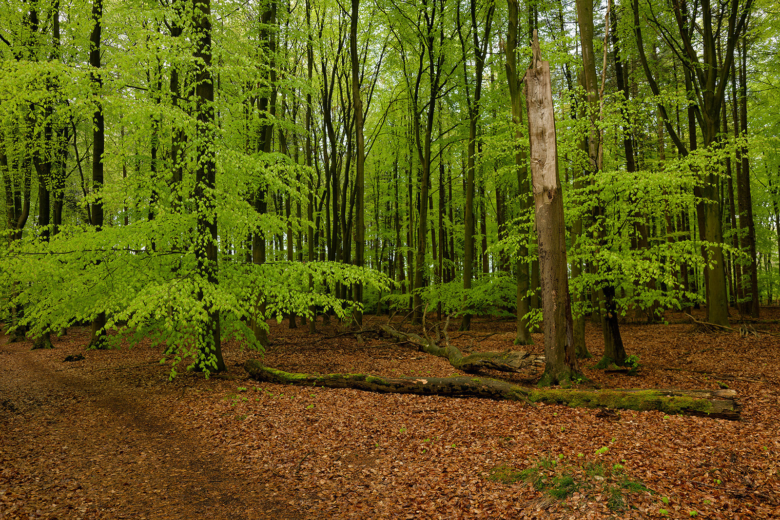 Frühling