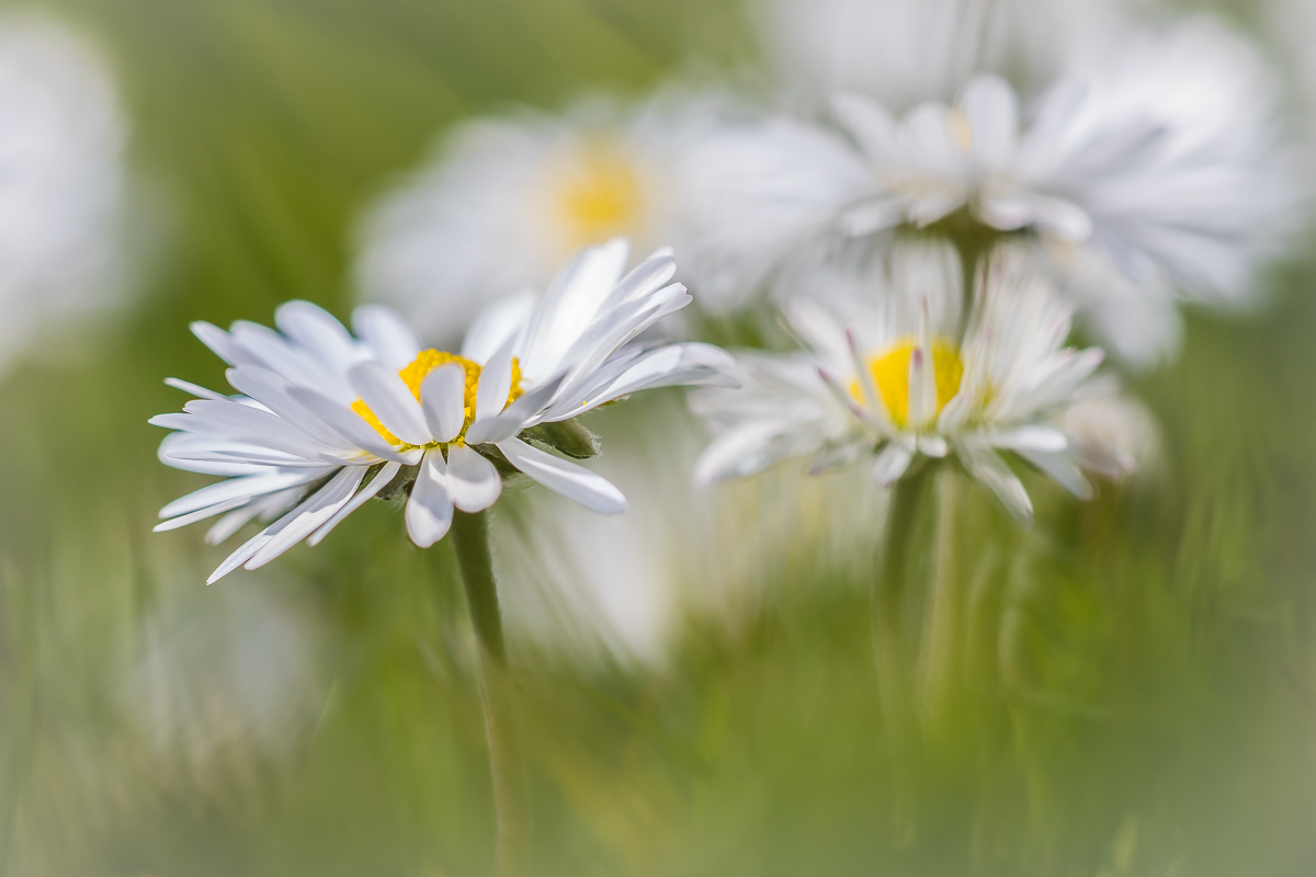 Blick ins Wohnzimmer der Gänseblümchen
