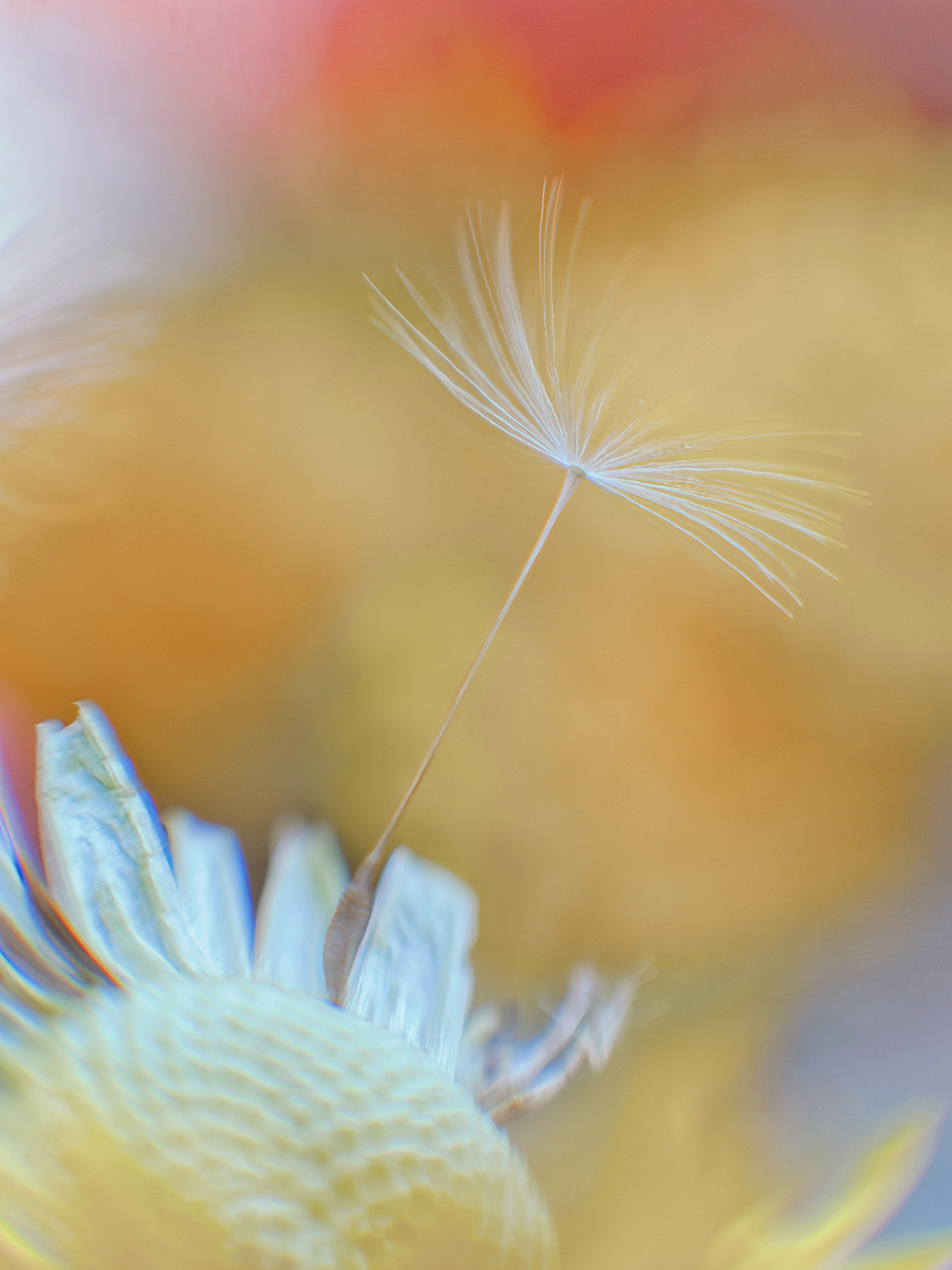 Pusteblume