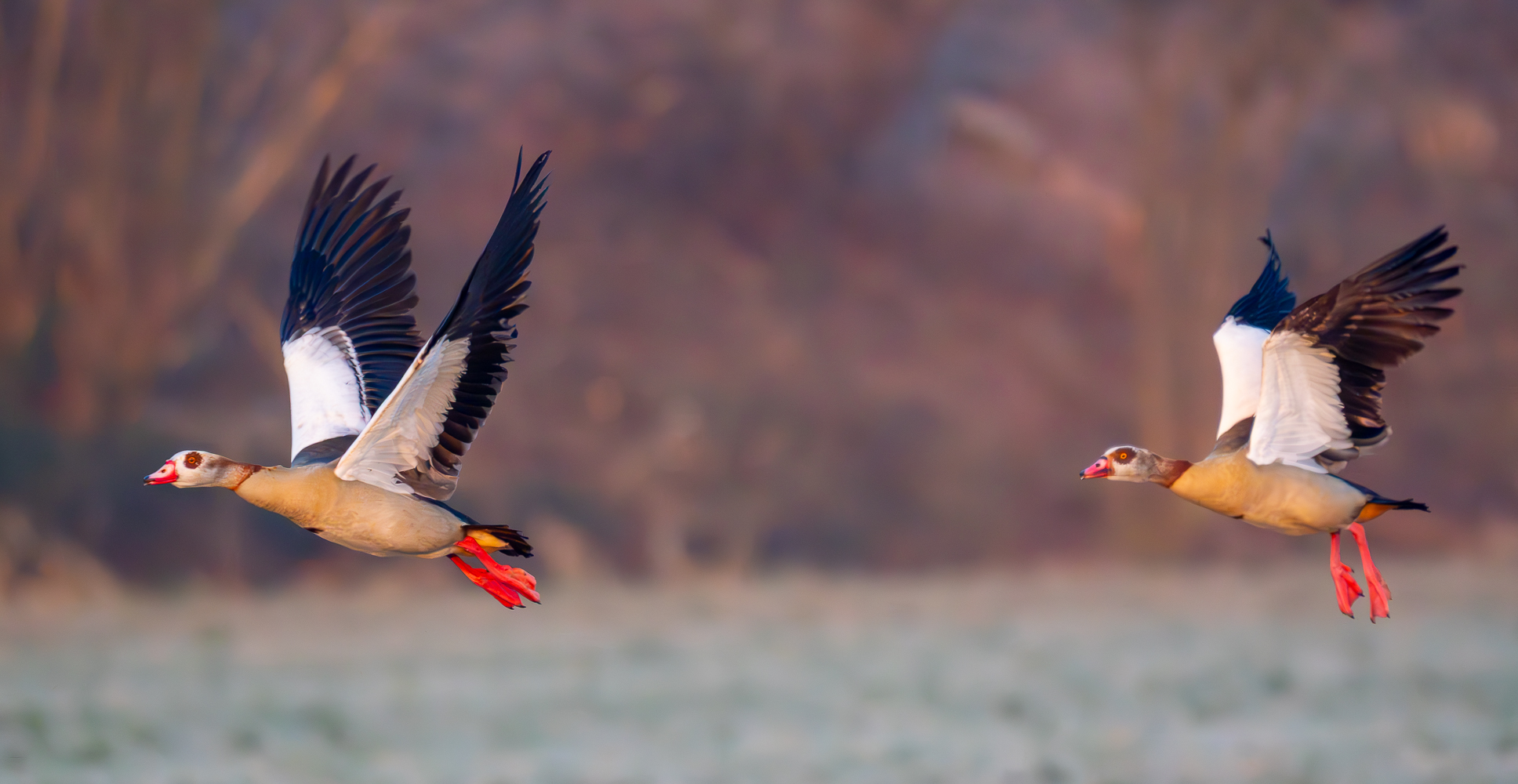 Nilgänse