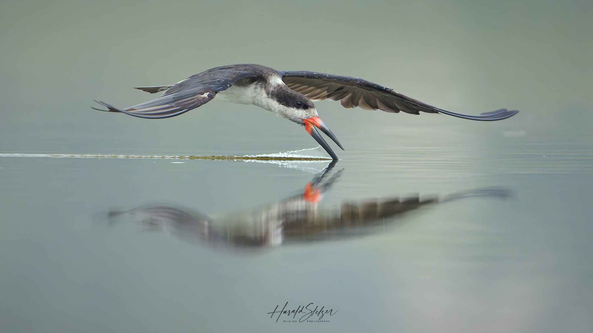 Amerikanischer Scherenschnabel