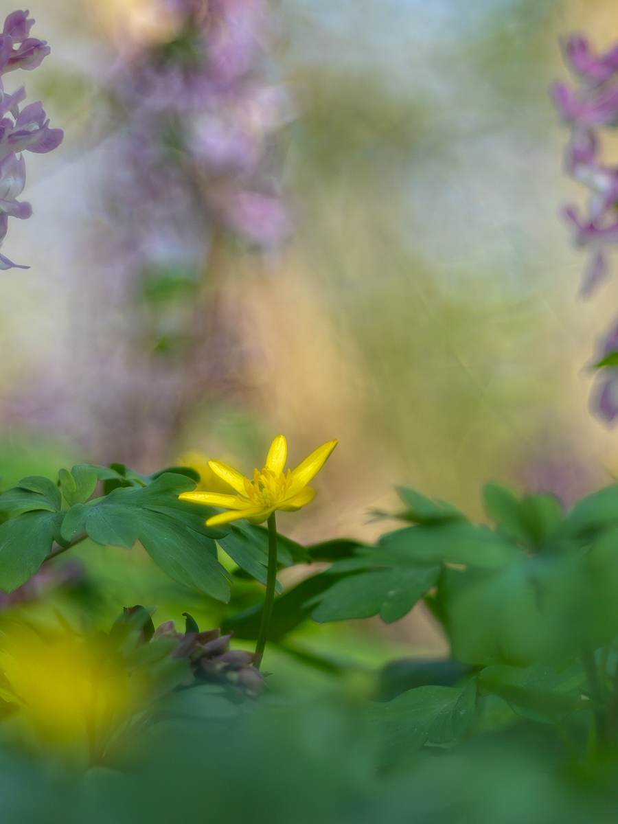 Frühling ...