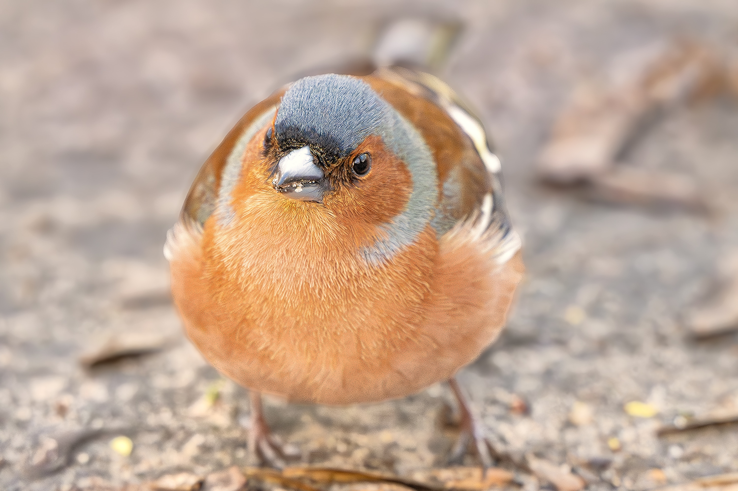 Buchfinkportrait