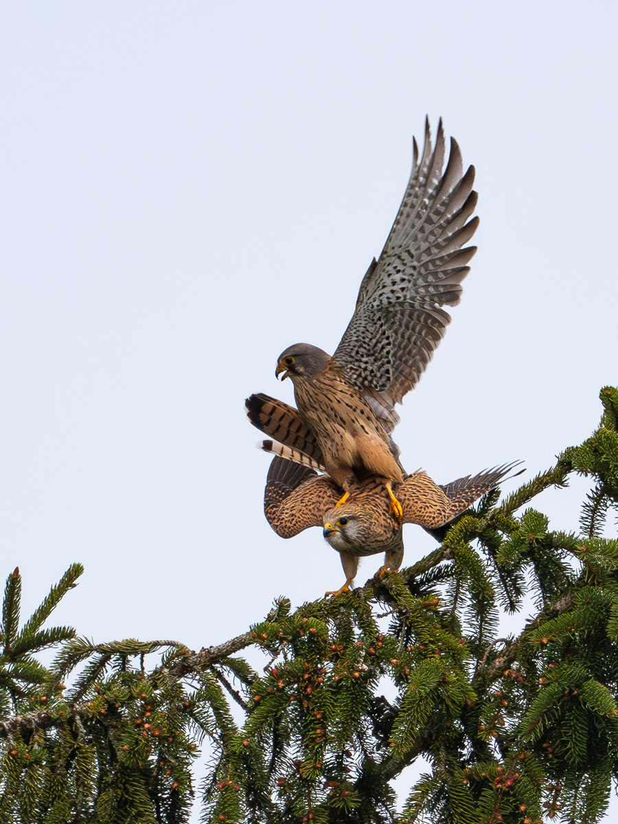 Frühlingsgefühle bei Turmfalken