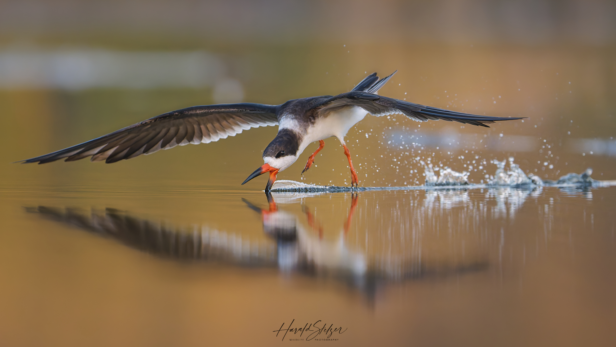 Abendlicher Scherenschnabel
