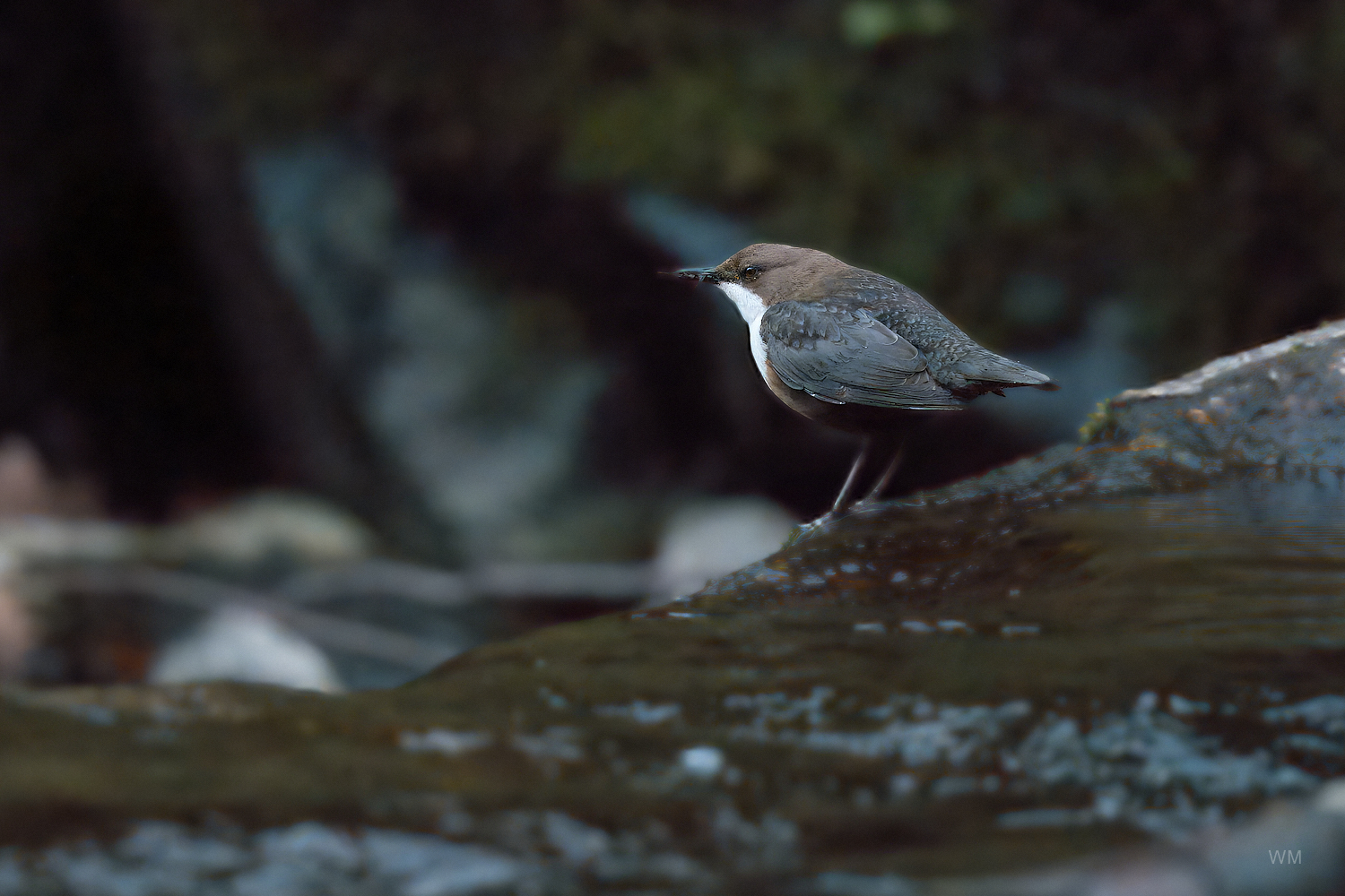 Wasseramsel
