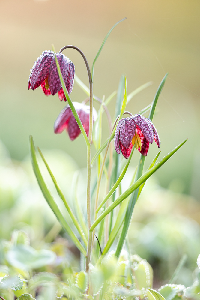 Schachbrettblume