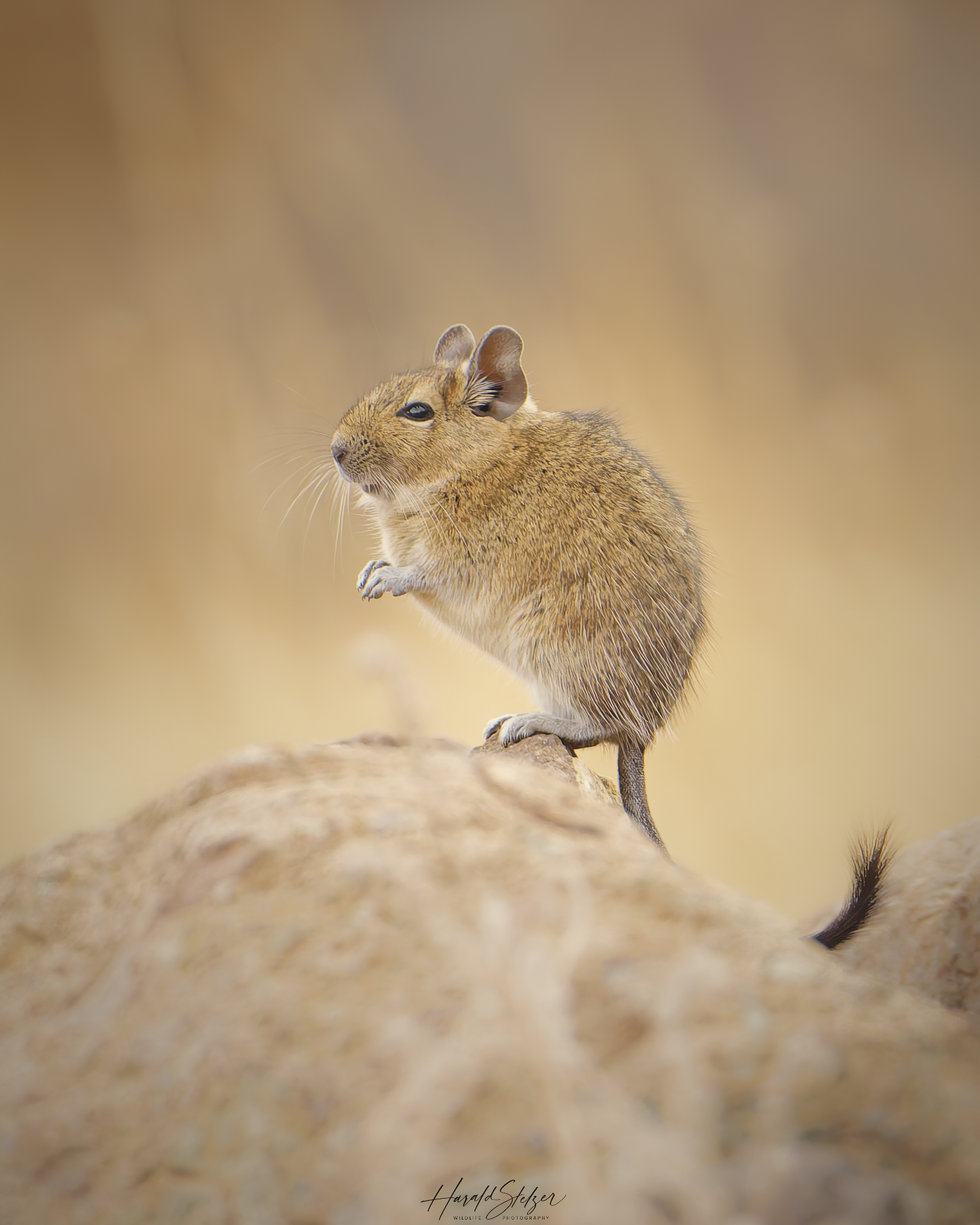 Degu in the wild