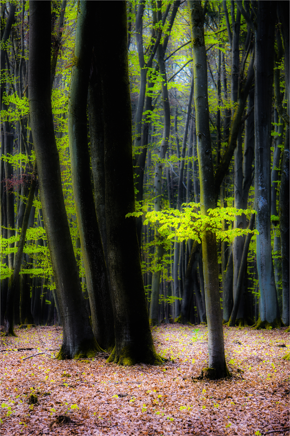 Frisches Buchengrün ...