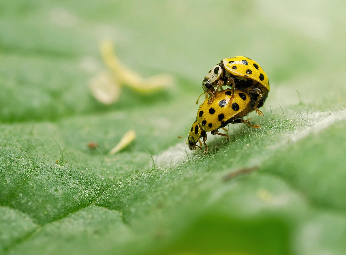 Zweiundzwanzigpunkt-Marienkäfer  (Psyllobora vigintiduopunctata)