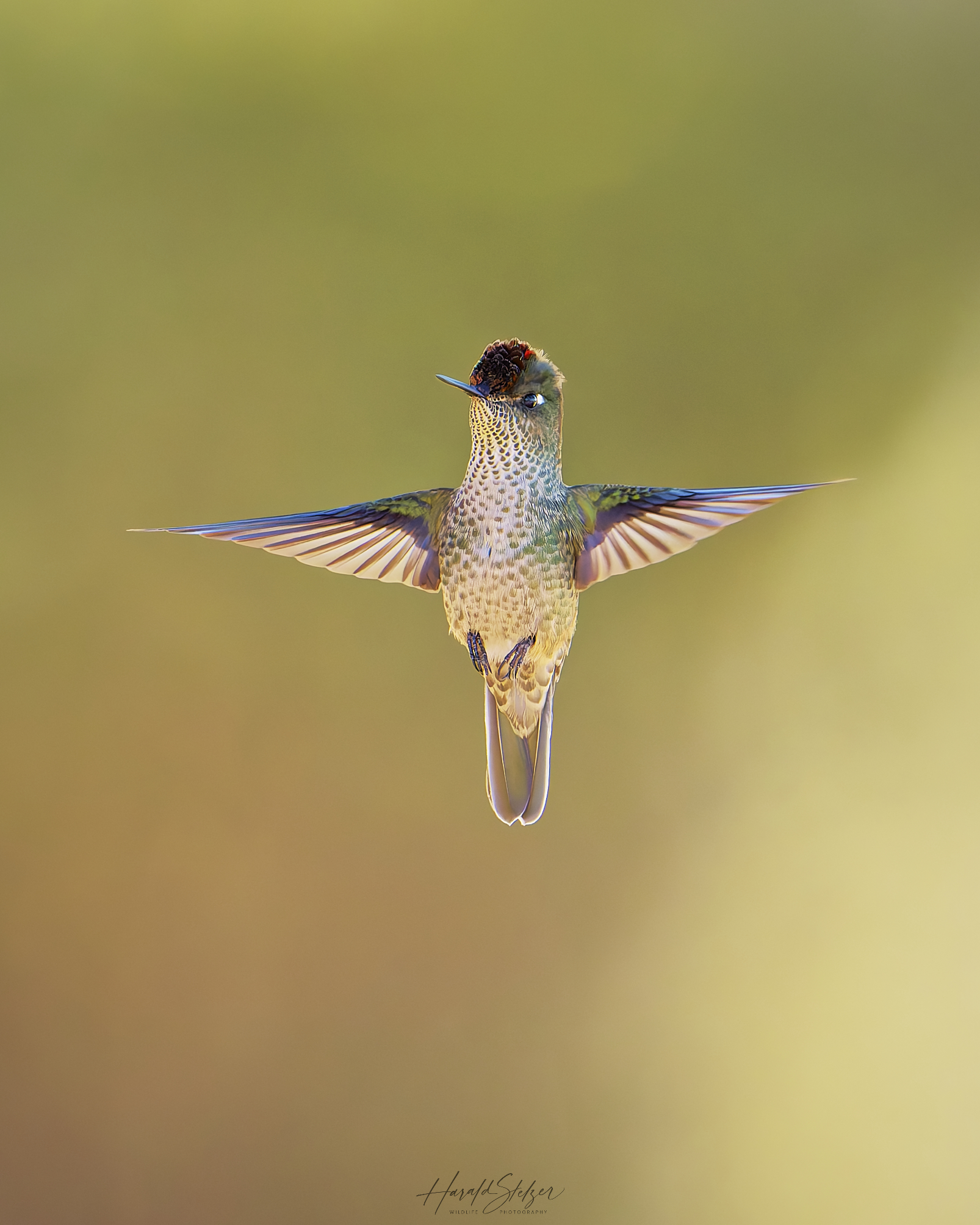 Kolibri, oder wenn die Zeit stillsteht