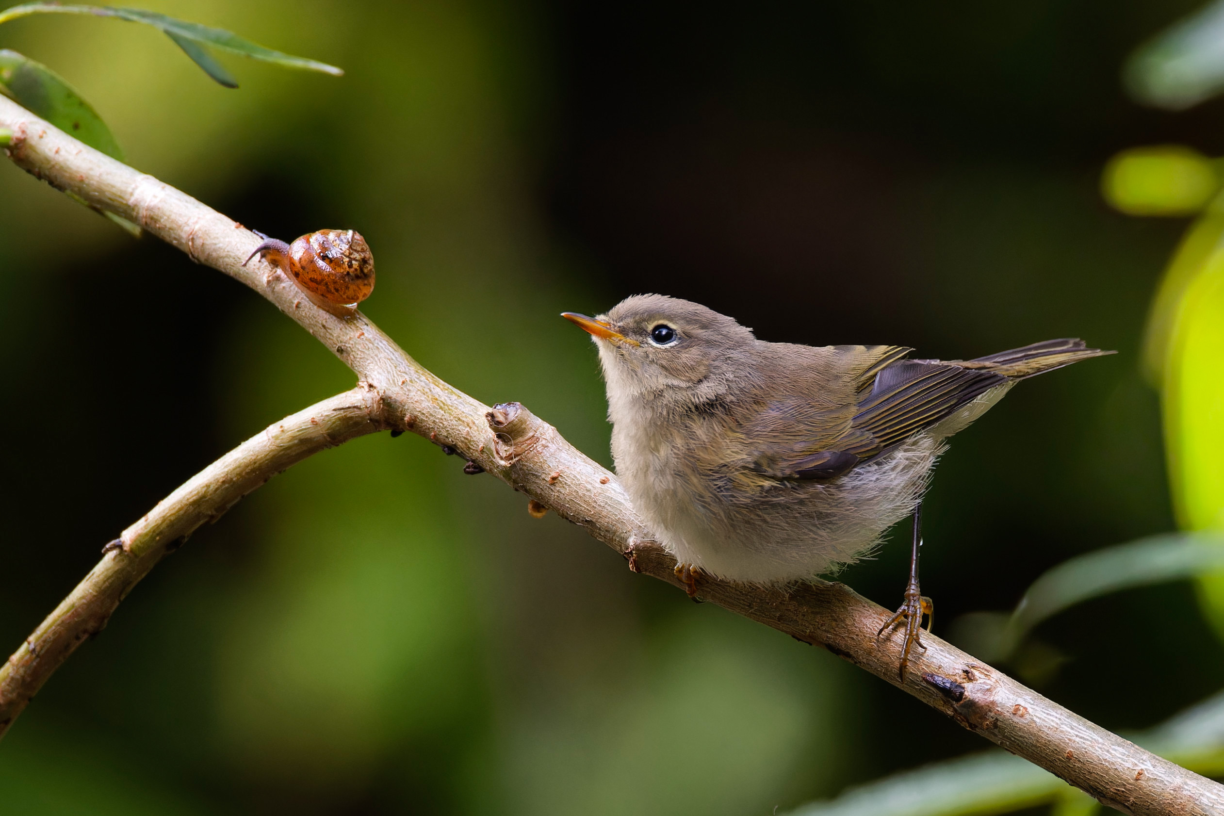 Eine kleine Astbegegnung