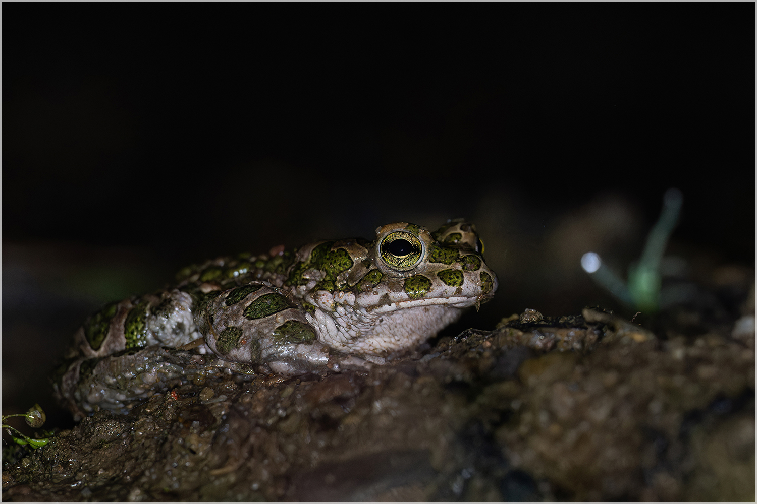 Nachts im Niemandsland