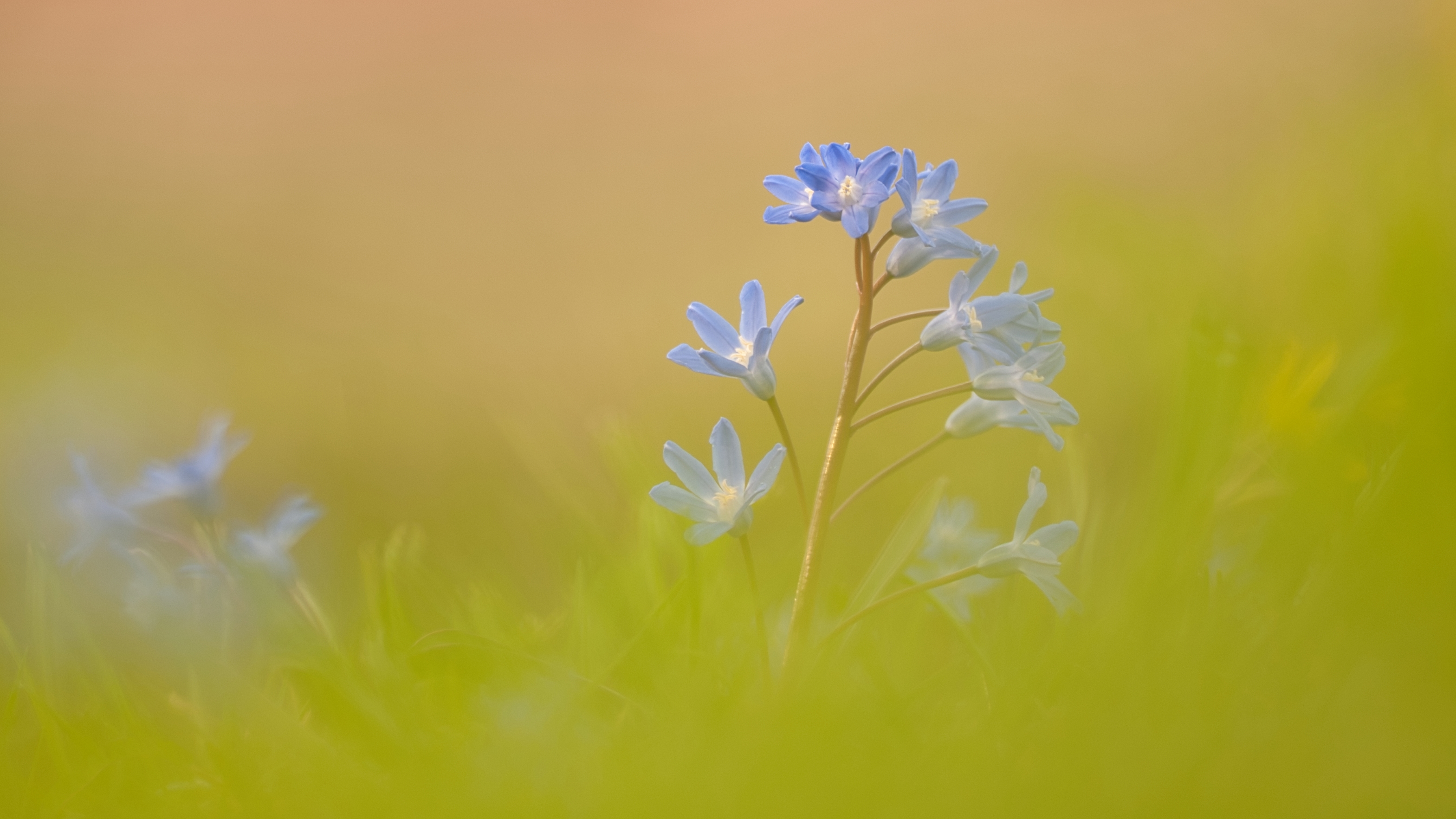 Blaustern im letzten Licht