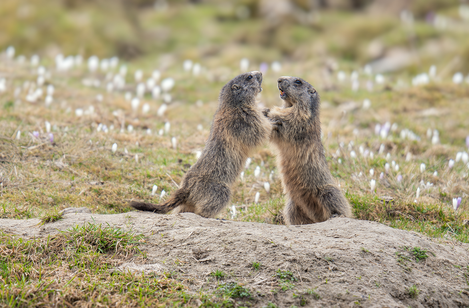 Frühling auf der Bergwiese