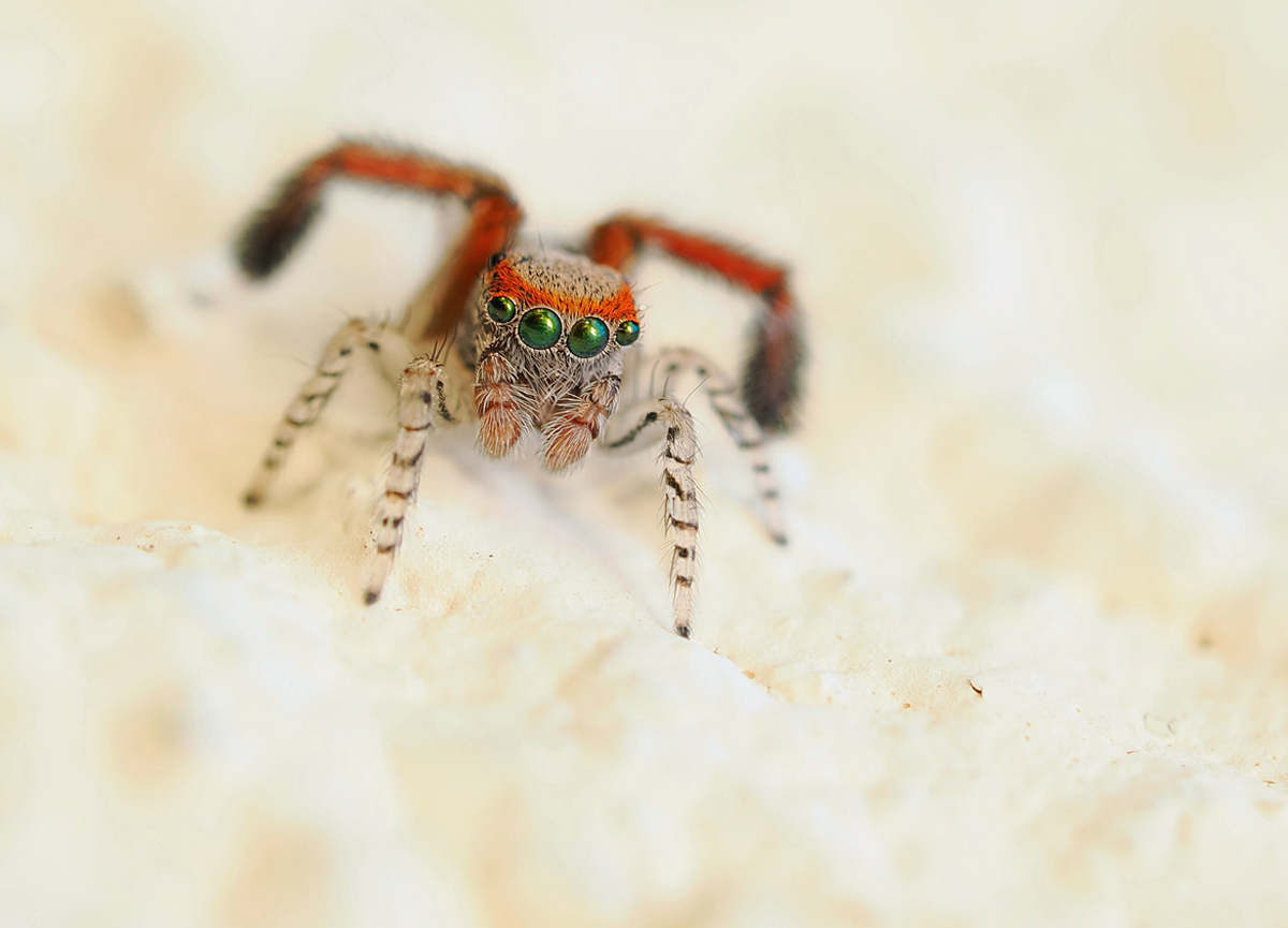 Pfauenspinne (Saitis barbipes) 