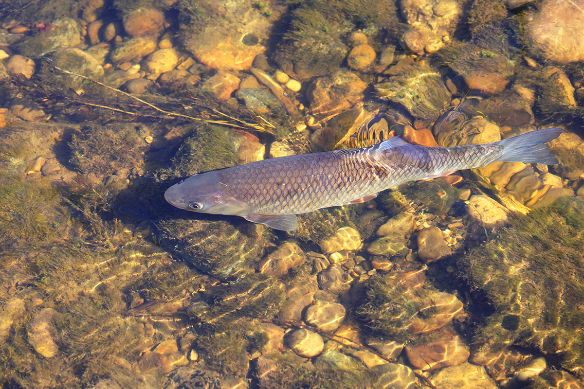 ein Fisch