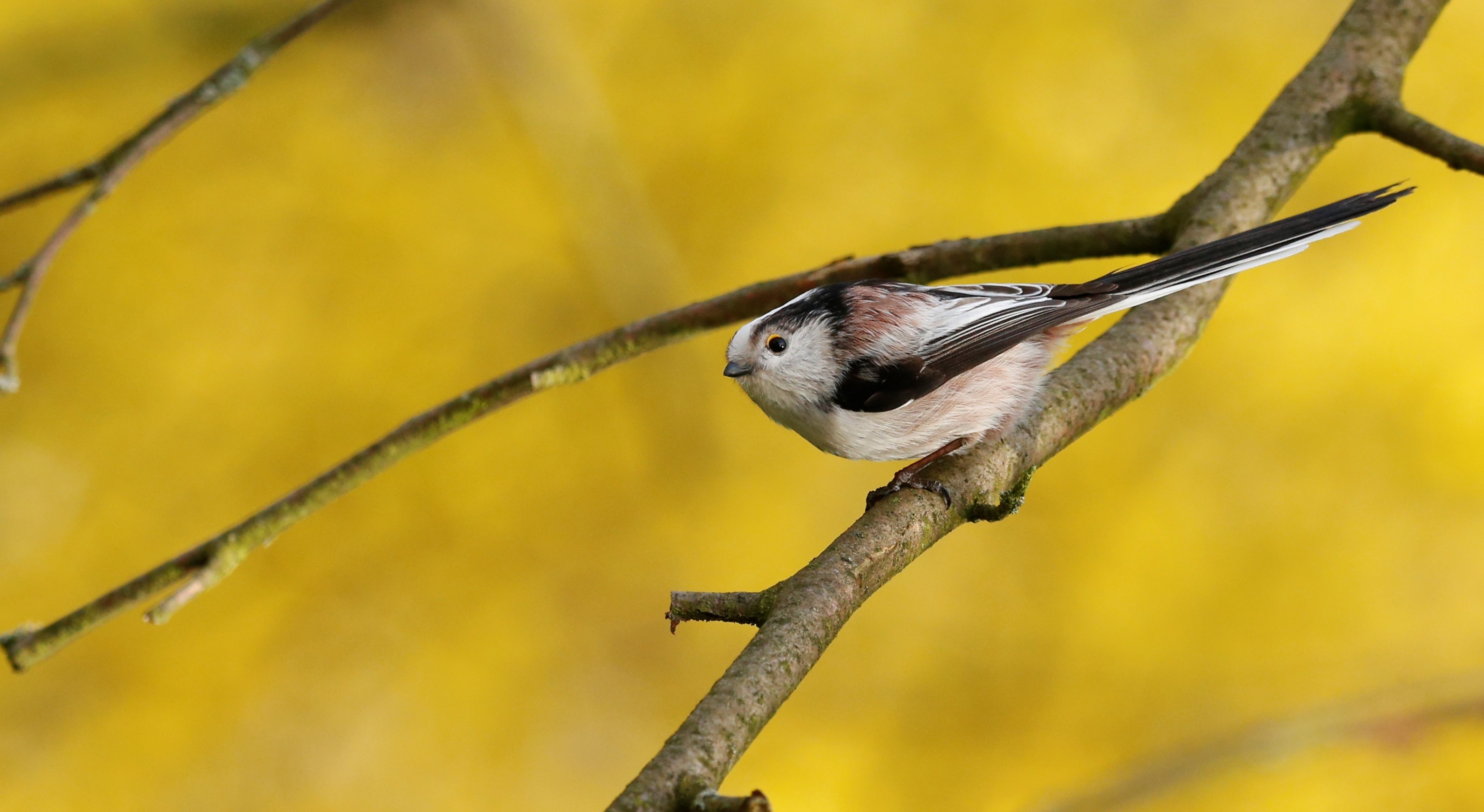 Schwanzmeise vor einer Forsytienhecke