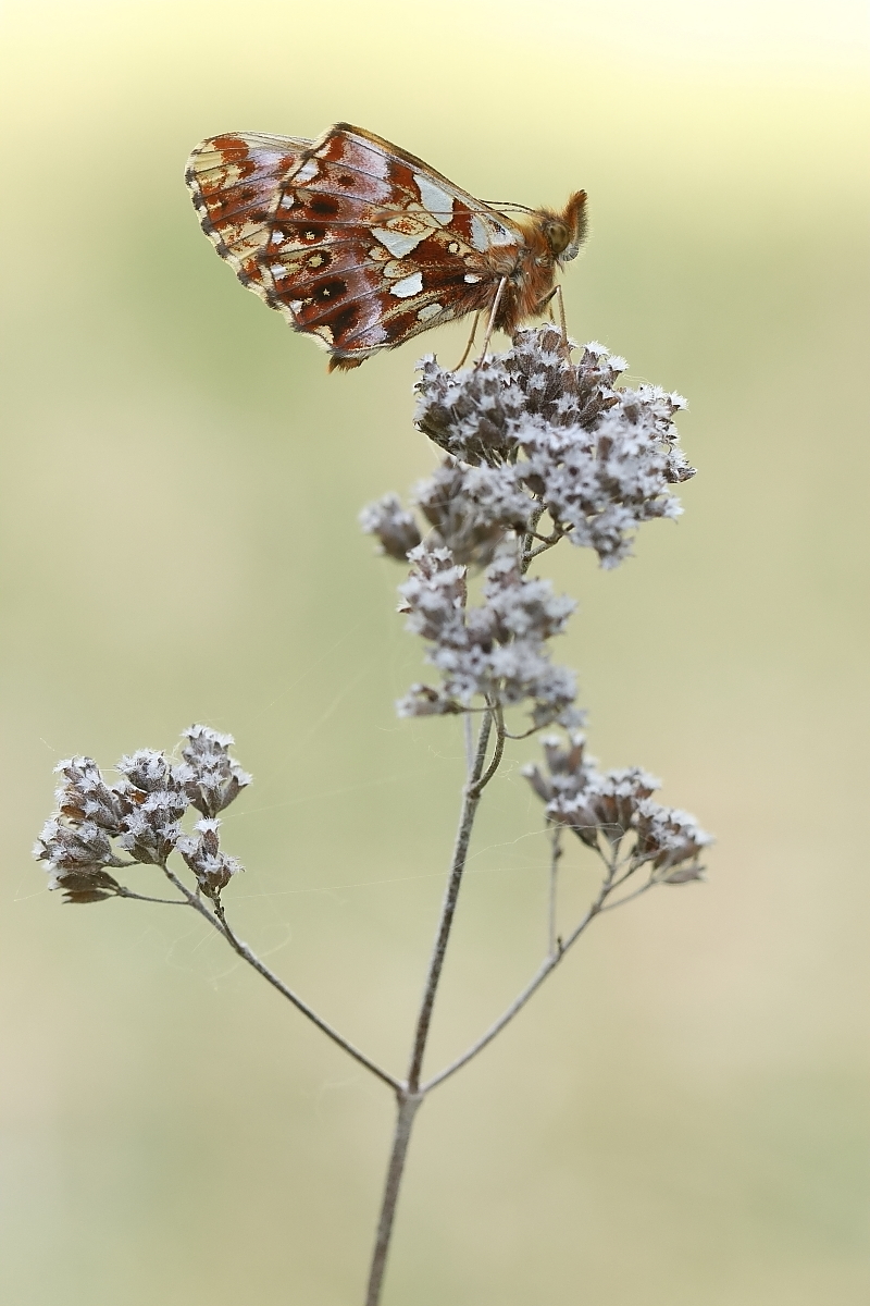 Magerrasen-Perlmuttfalter