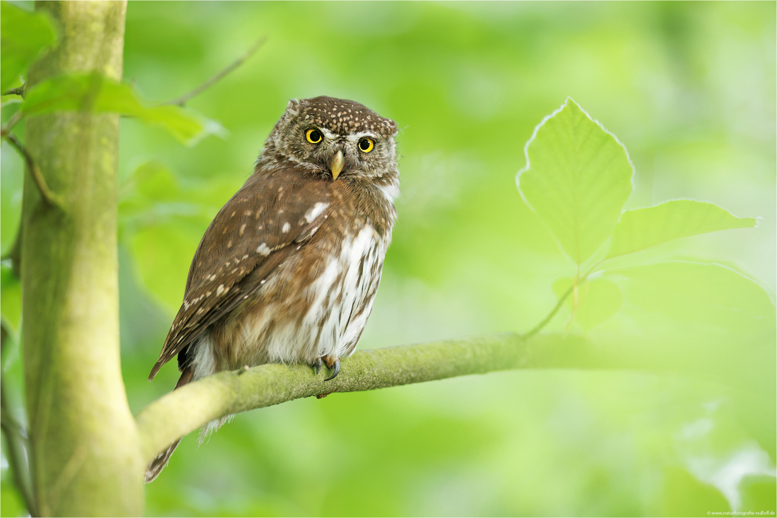 ~ Im frischen Maiengrün ~