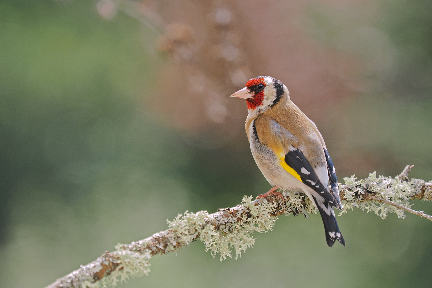 ich will mal wieder einen Stieglitz zeigen,