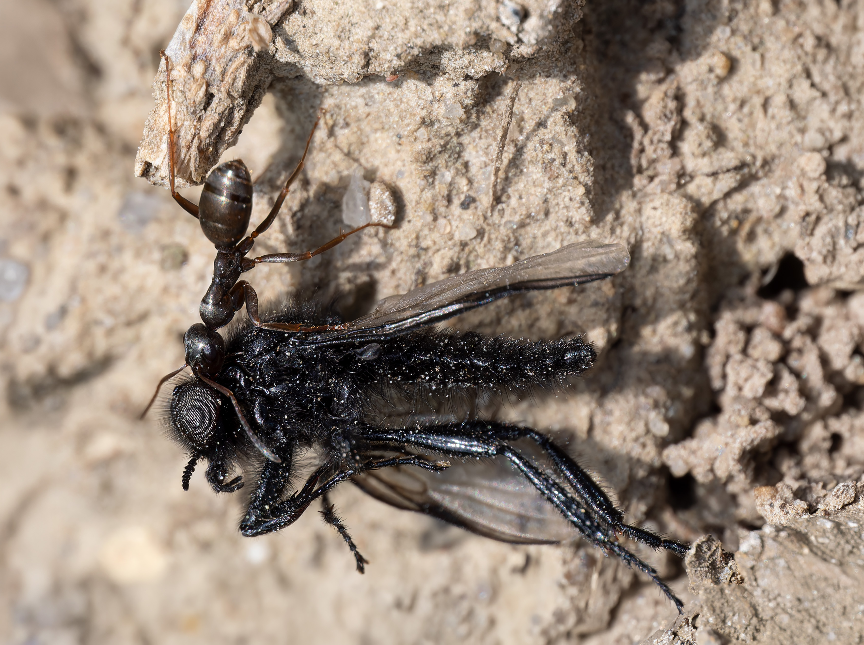 Schwarze Rossameise (Camponotus herculeanus)
