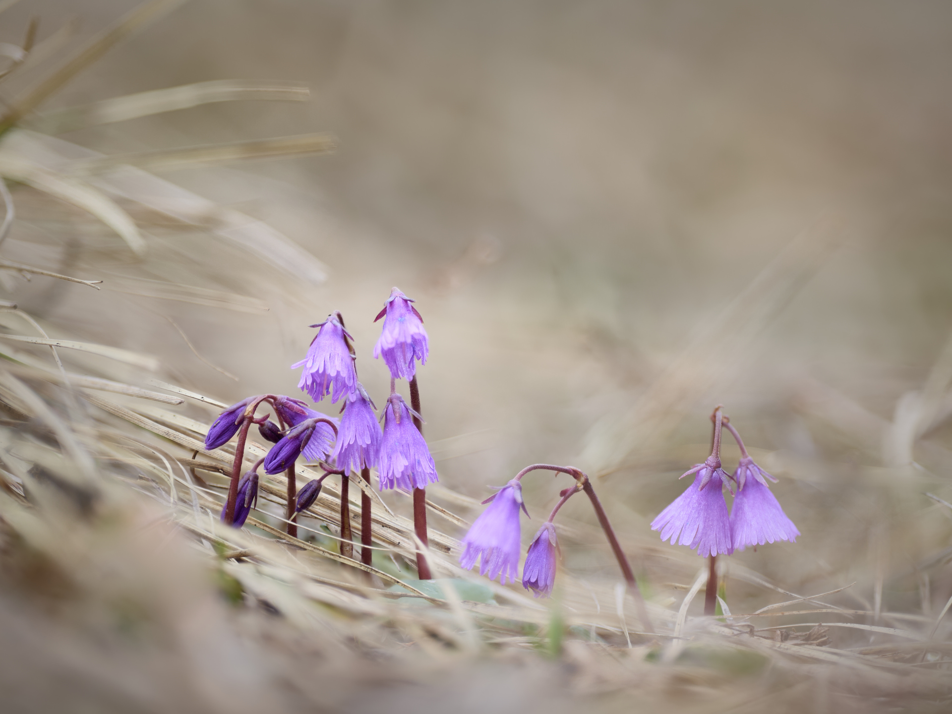 Die Glöckchen läuten