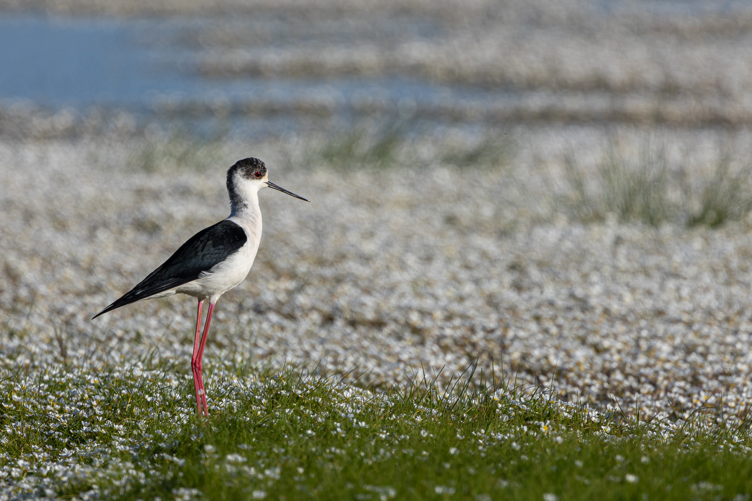 Stilt