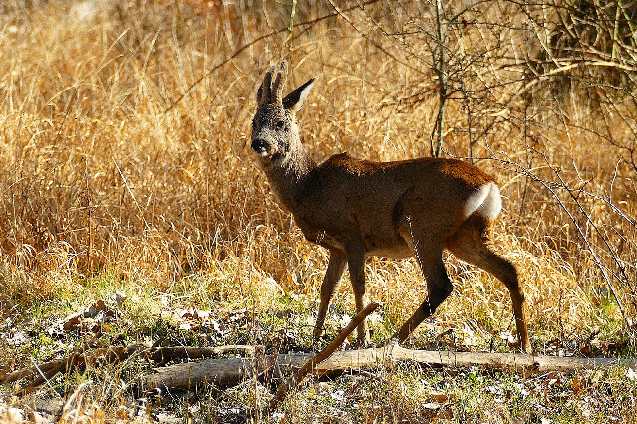 Bastbock